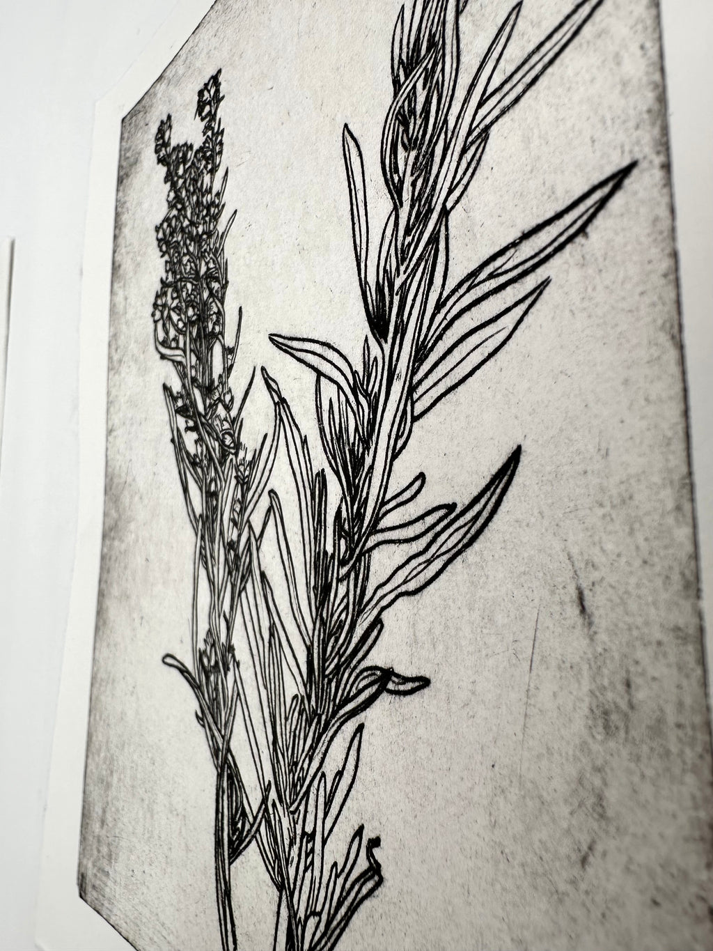 Artemisia tridentata - Sage - intaglio print