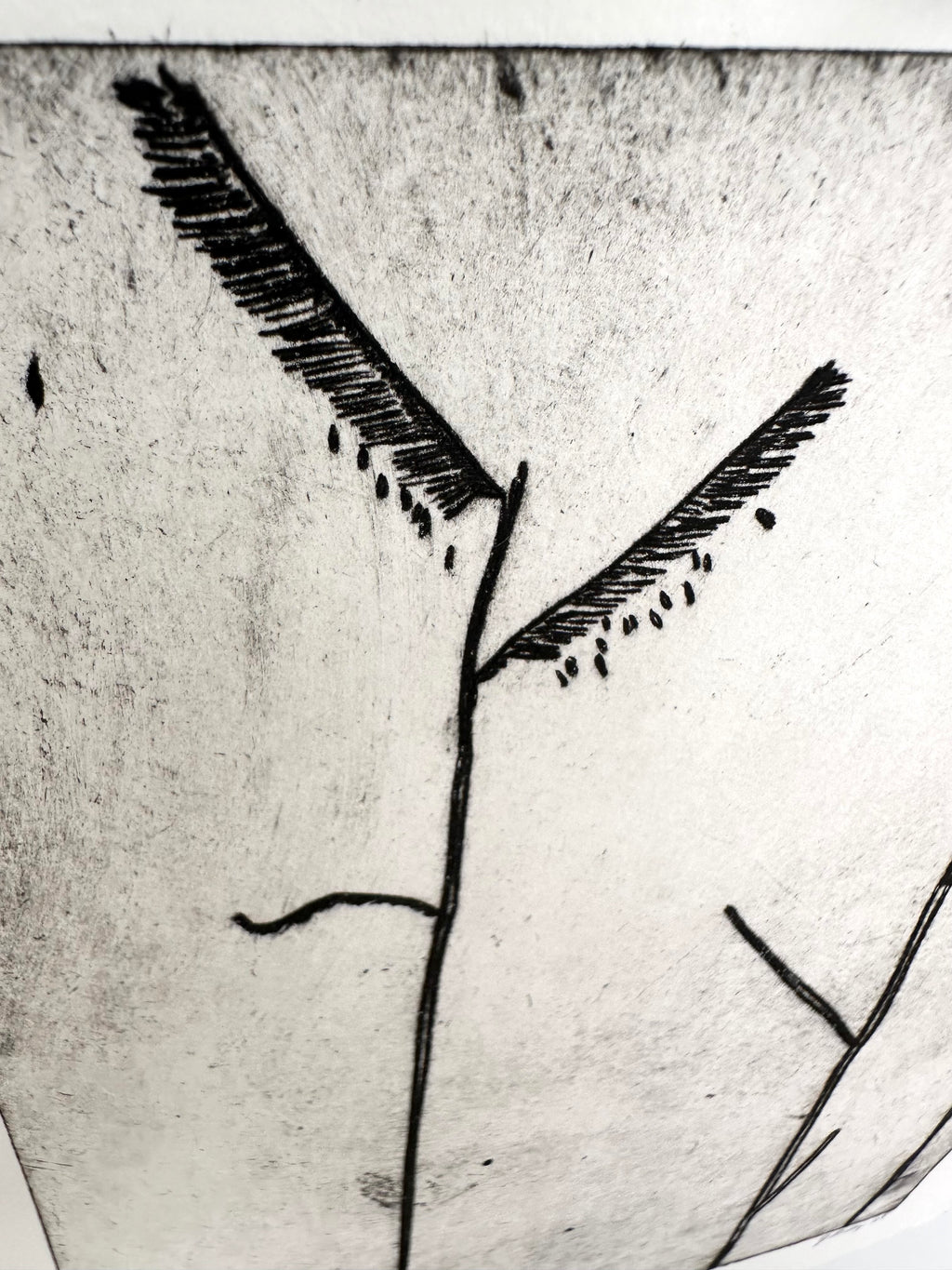 Sixweeks Grama Grass - an intaglio print