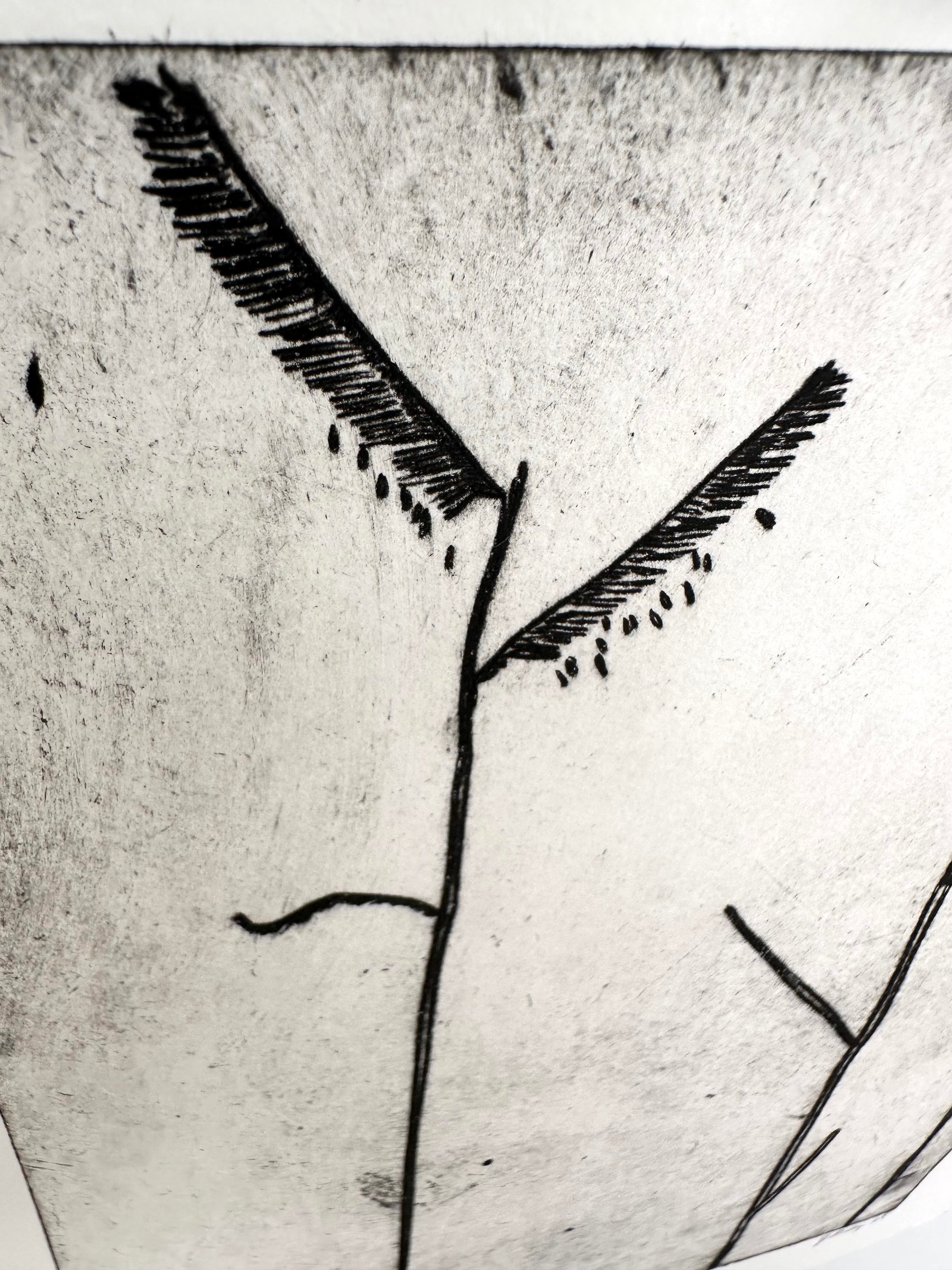 Sixweeks Grama Grass - an intaglio print
