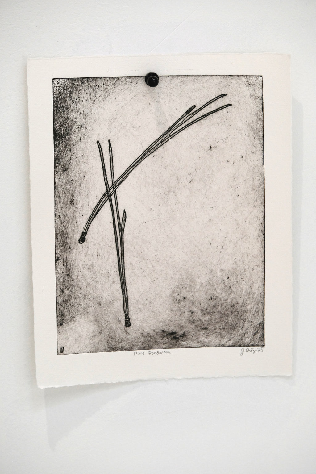 Pinus Ponderosa - an intaglio print