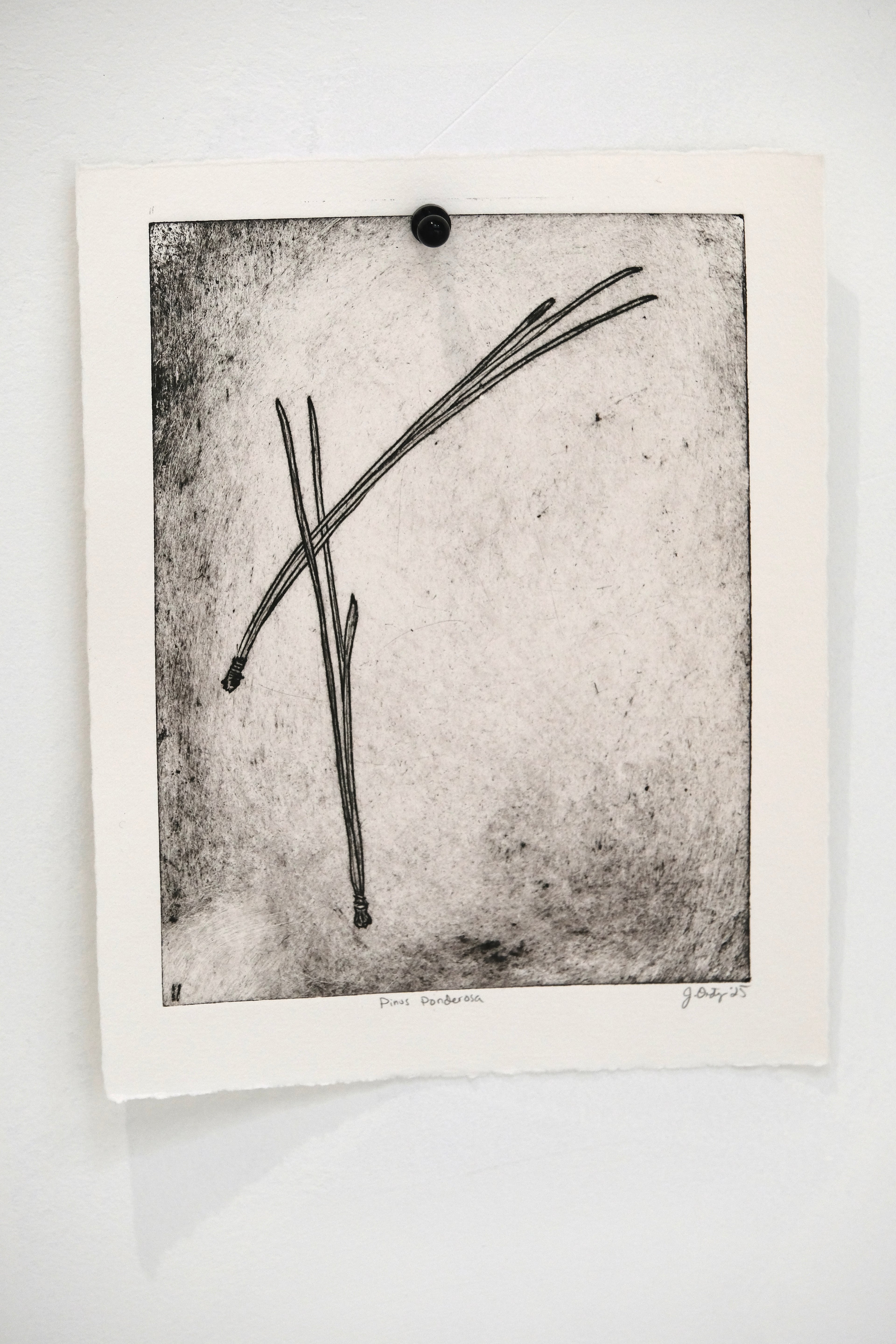 Pinus Ponderosa - an intaglio print