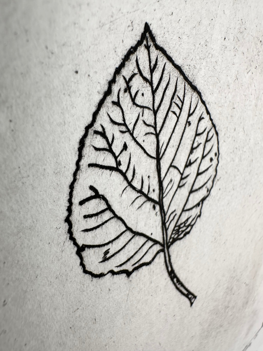 Populus tremuloides - Aspen - an intaglio print