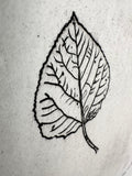 Populus tremuloides - Aspen - an intaglio print