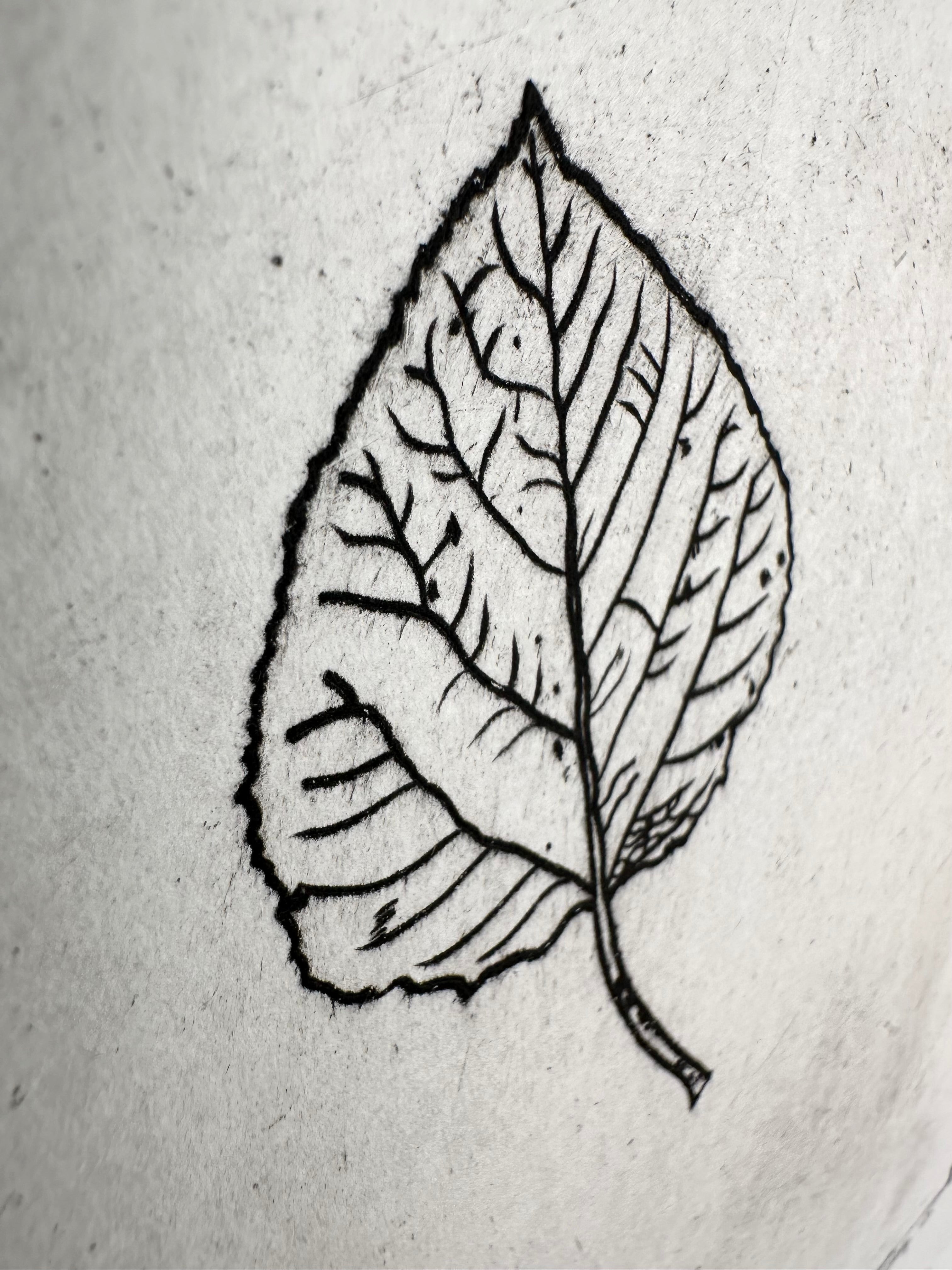 Populus tremuloides - Aspen - an intaglio print
