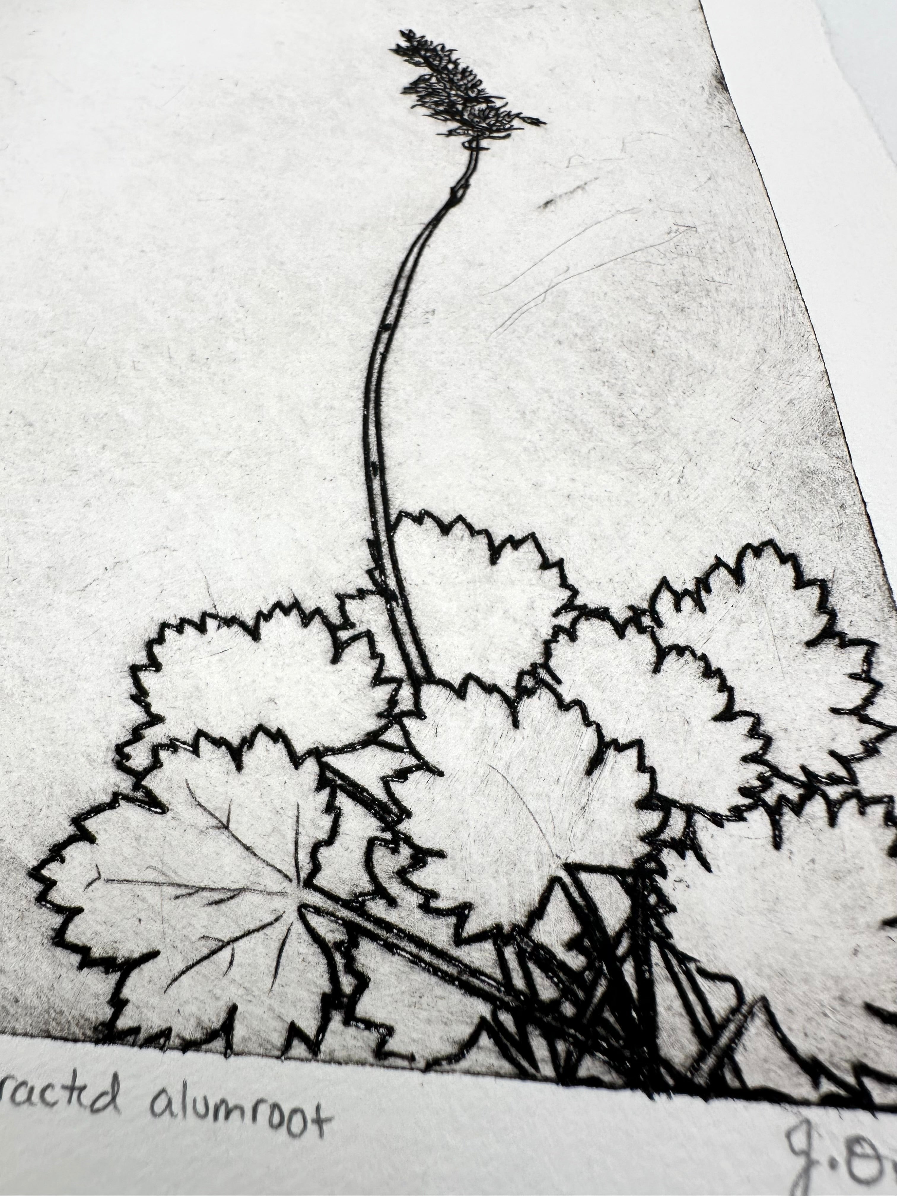 Bracted Alumroot - an intaglio print