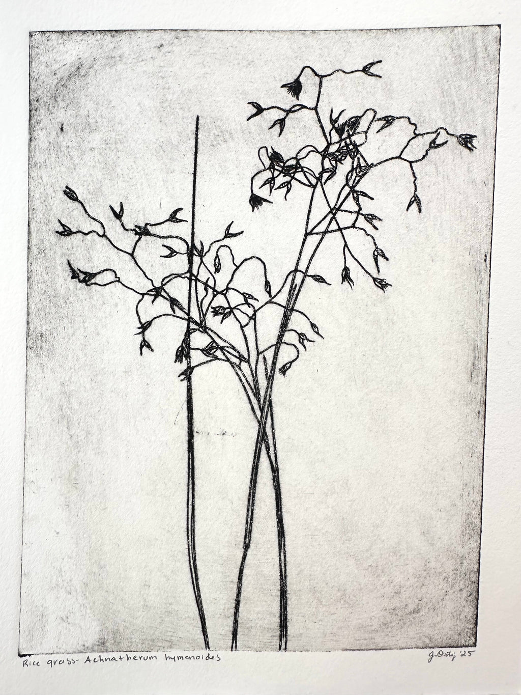 Rice Grass - an intaglio print