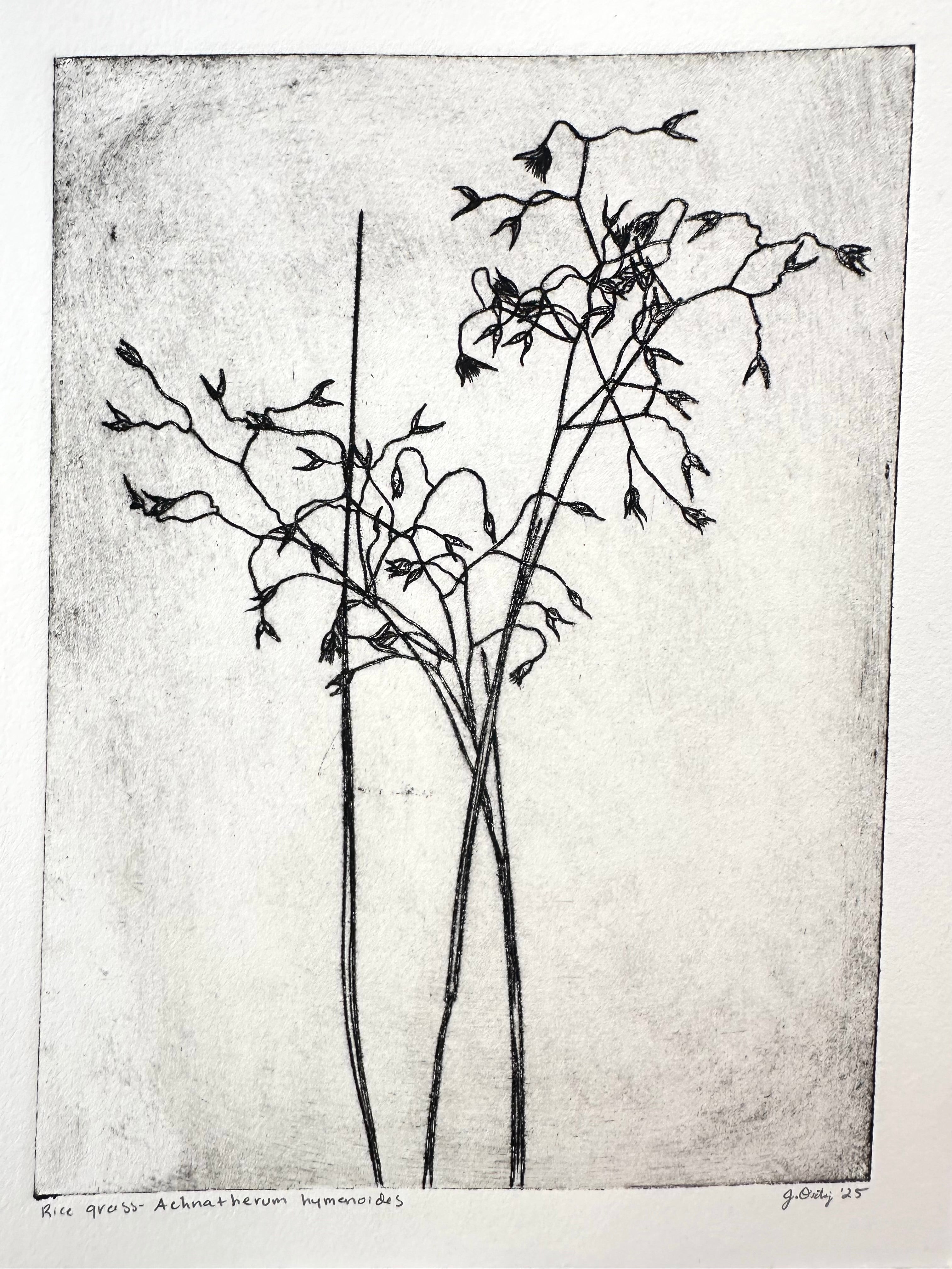 Rice Grass - an intaglio print