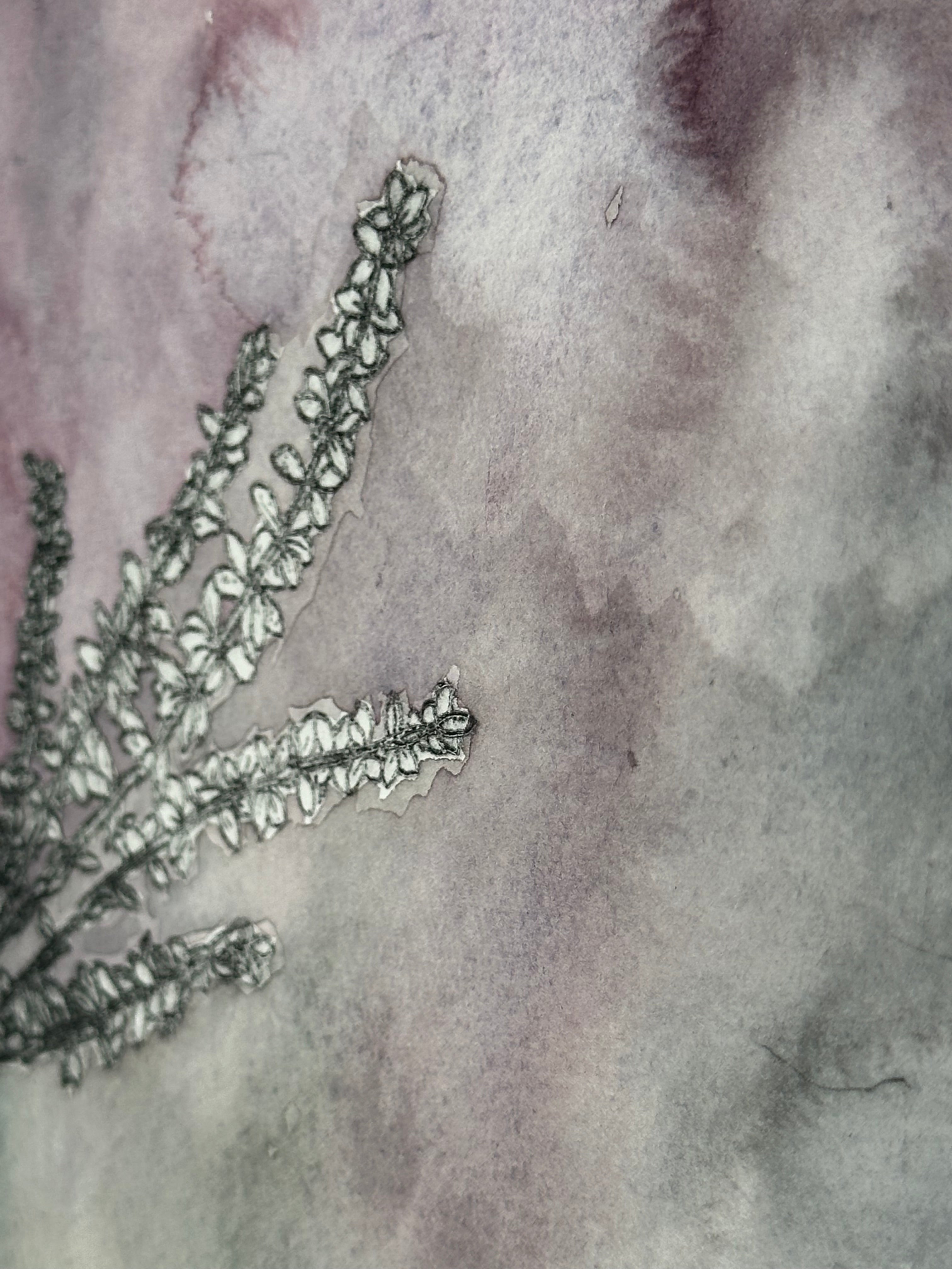 Polemonium brandegeei - a painted intaglio print