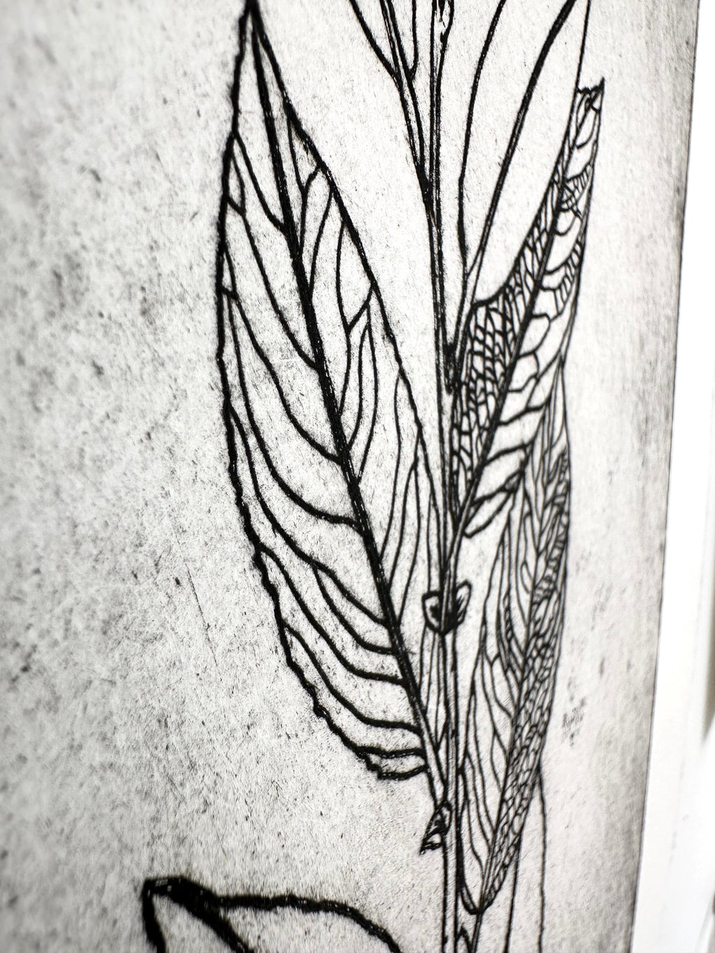 Salix bebbiana - an intaglio print