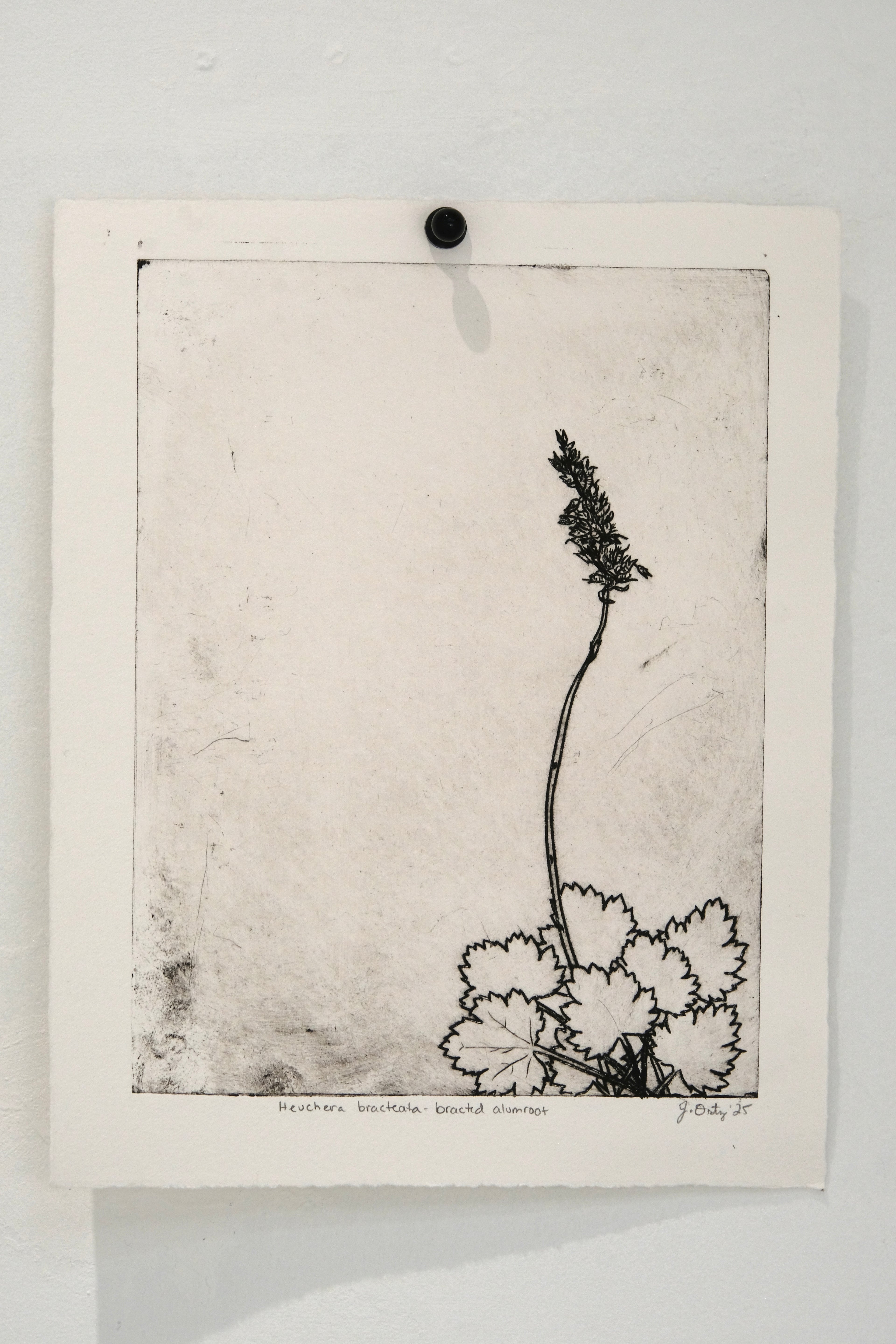 Bracted Alumroot - an intaglio print