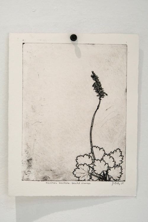 Bracted Alumroot - an intaglio print