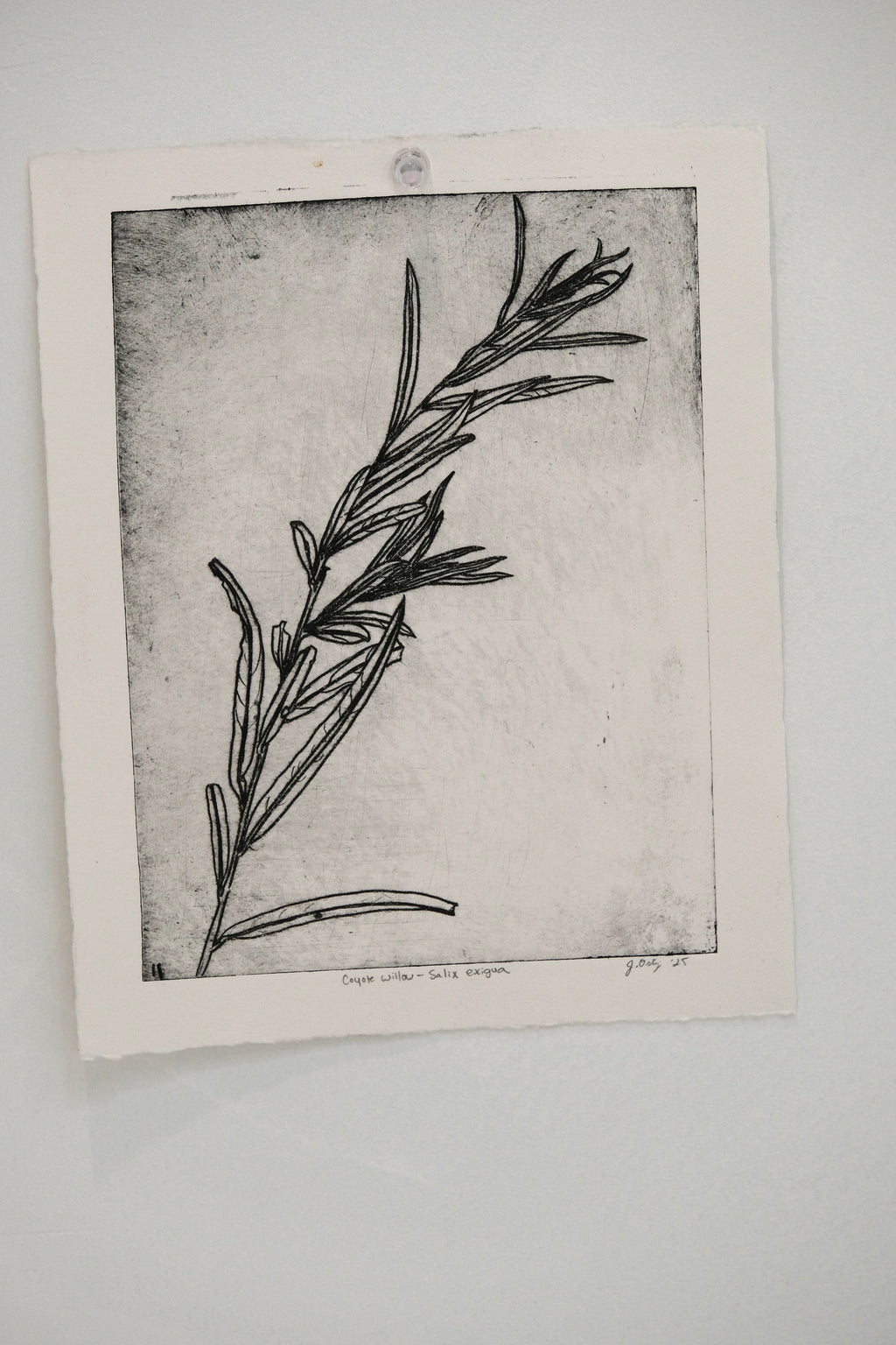 Coyote Willow - an intaglio print