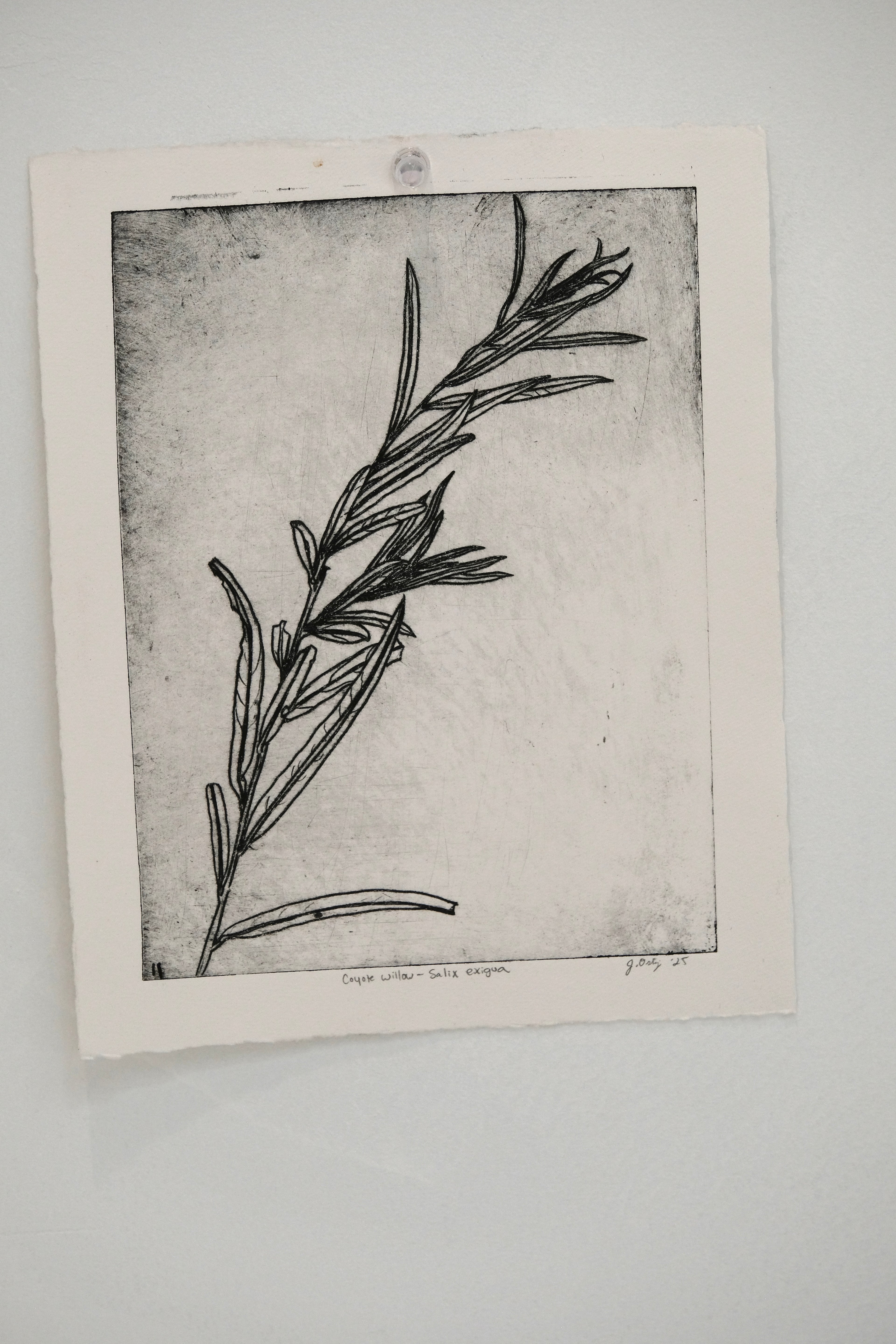 Coyote Willow - an intaglio print