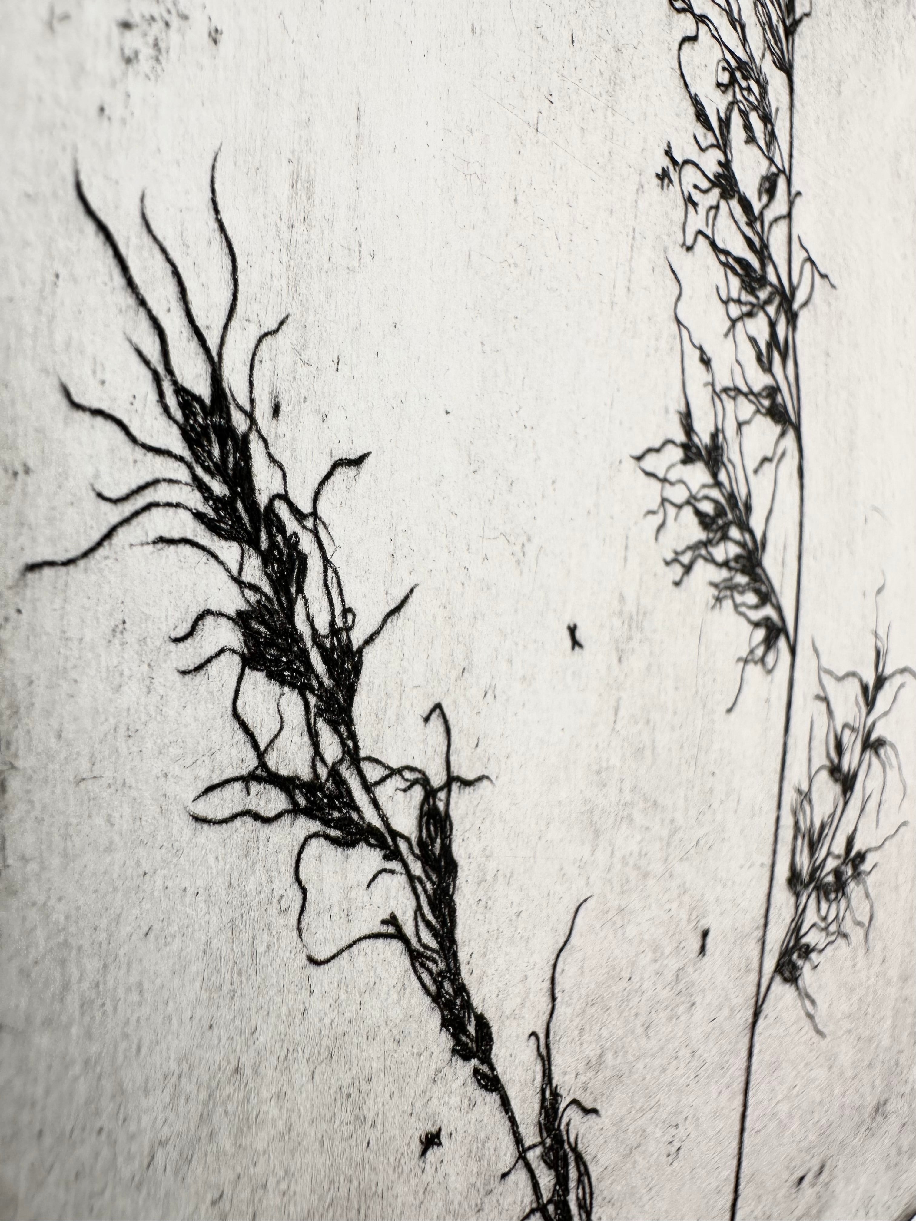 Grass - Taos New Mexico - an intaglio print