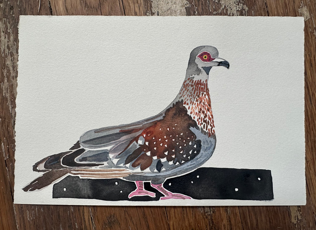 Speckled Pigeon - a watercolor painting
