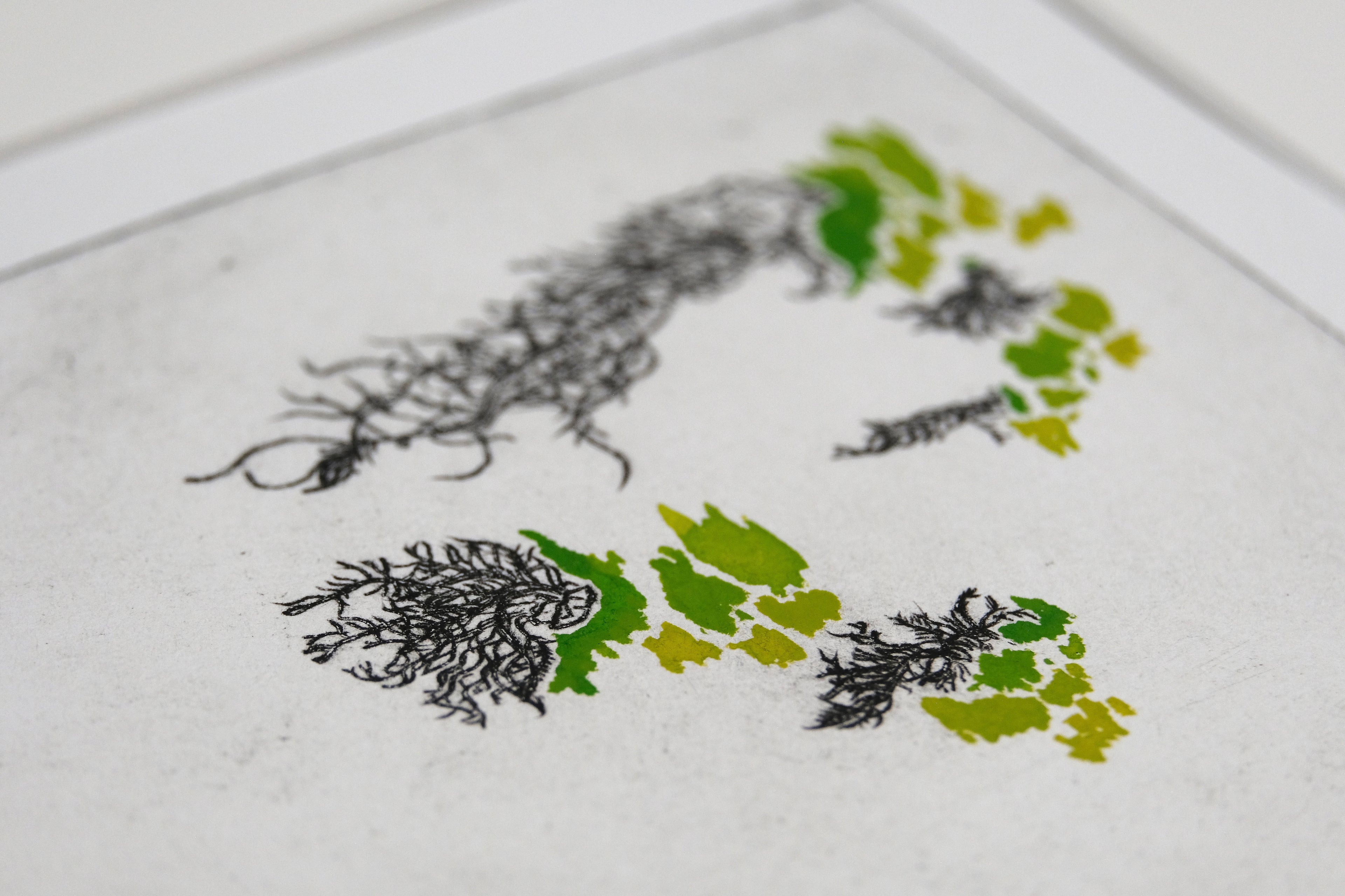 Usnea- Watercolored Intaglio Print