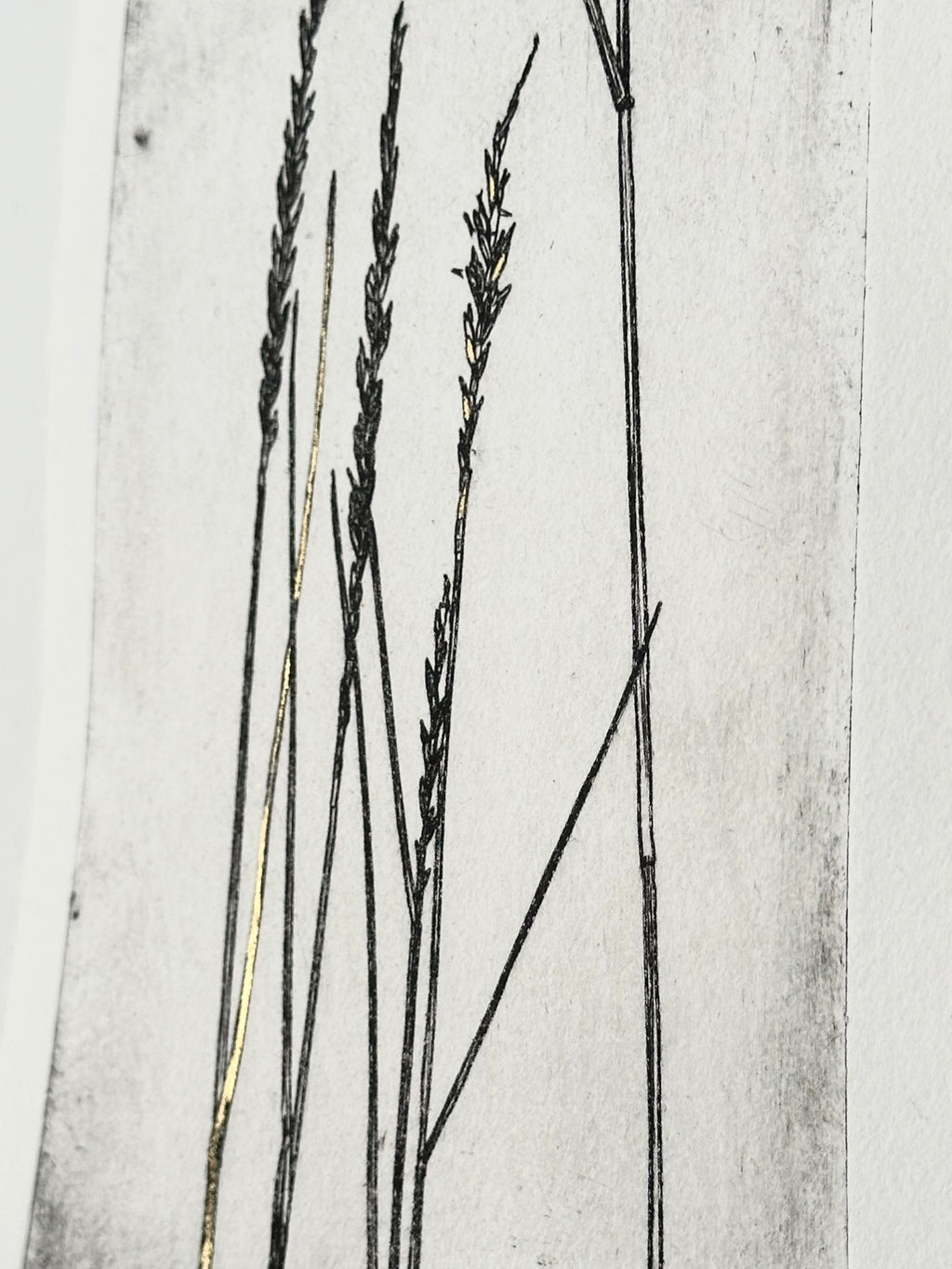 Gold Leaf Grass - Pleuraphis Jamesii - intaglio print