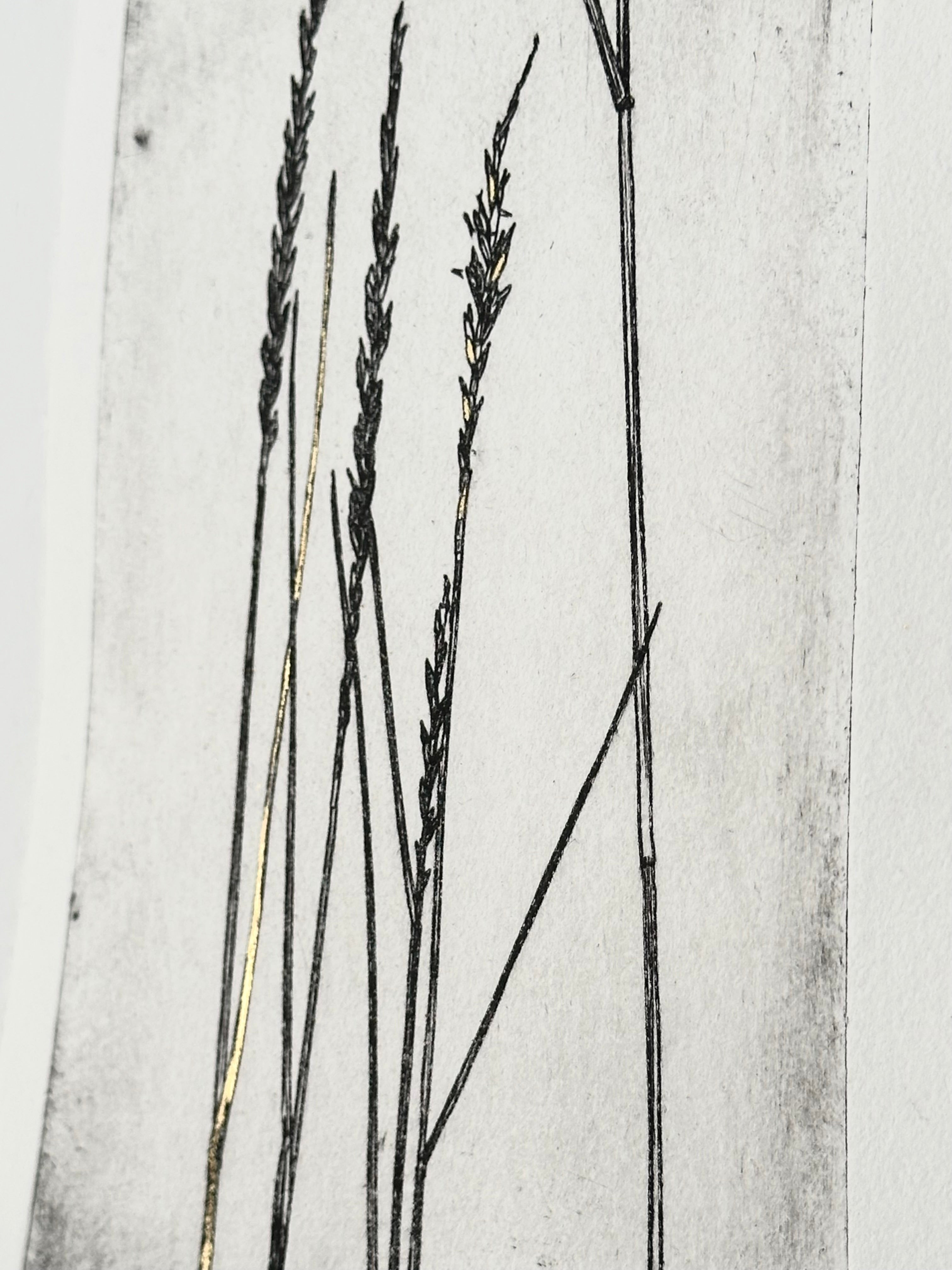 Gold Leaf Grass - Pleuraphis Jamesii - intaglio print