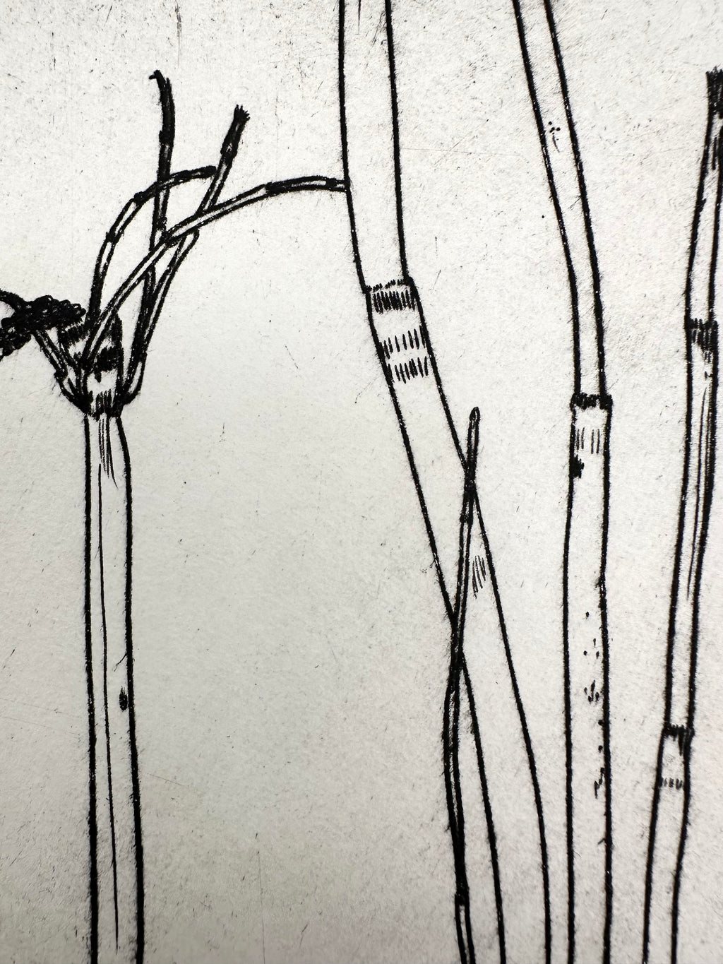 Equisetum hyemale - an intaglio print