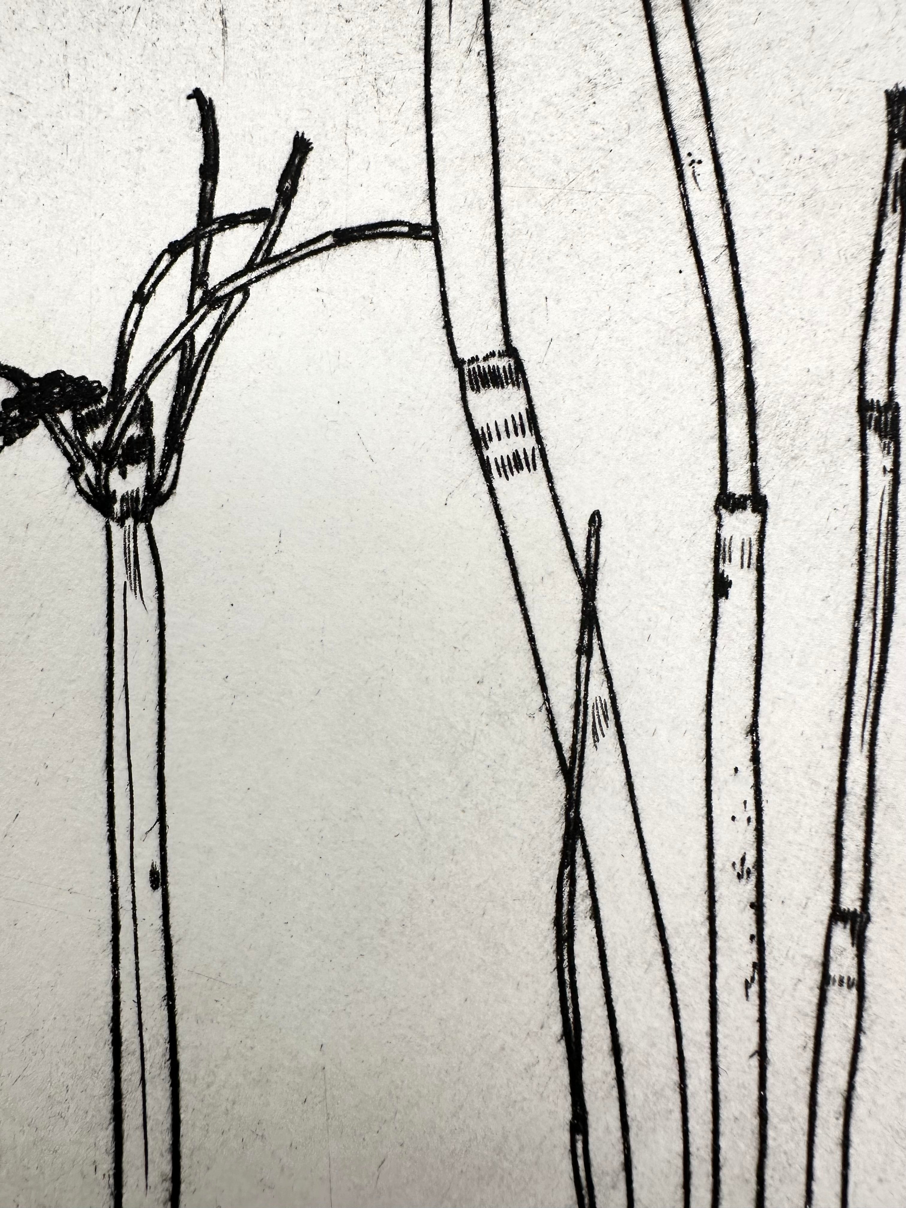 Equisetum hyemale - an intaglio print