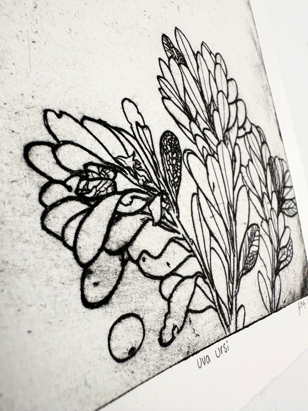 Uva Ursi - Intaglio Print