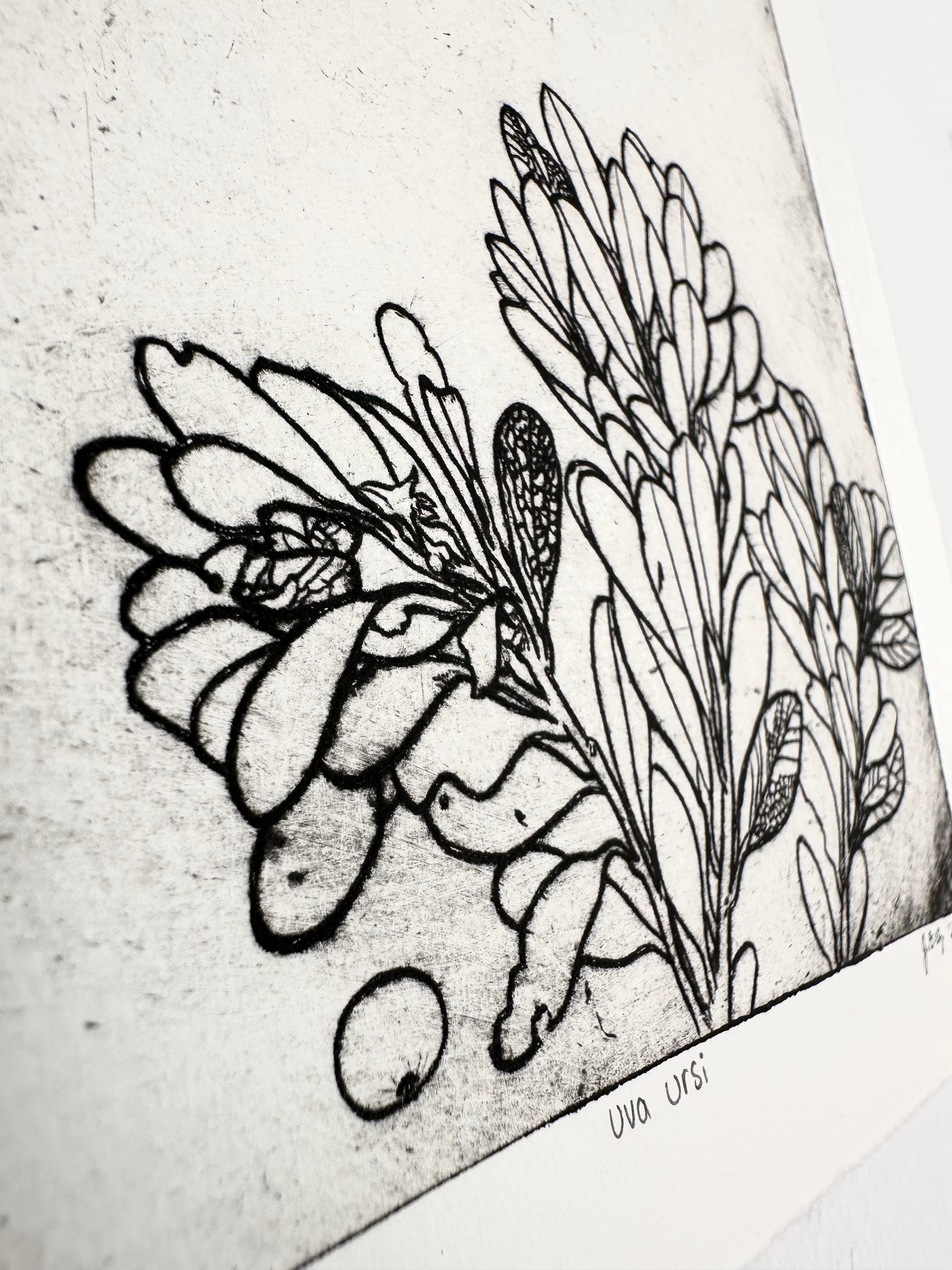 Uva Ursi - Intaglio Print