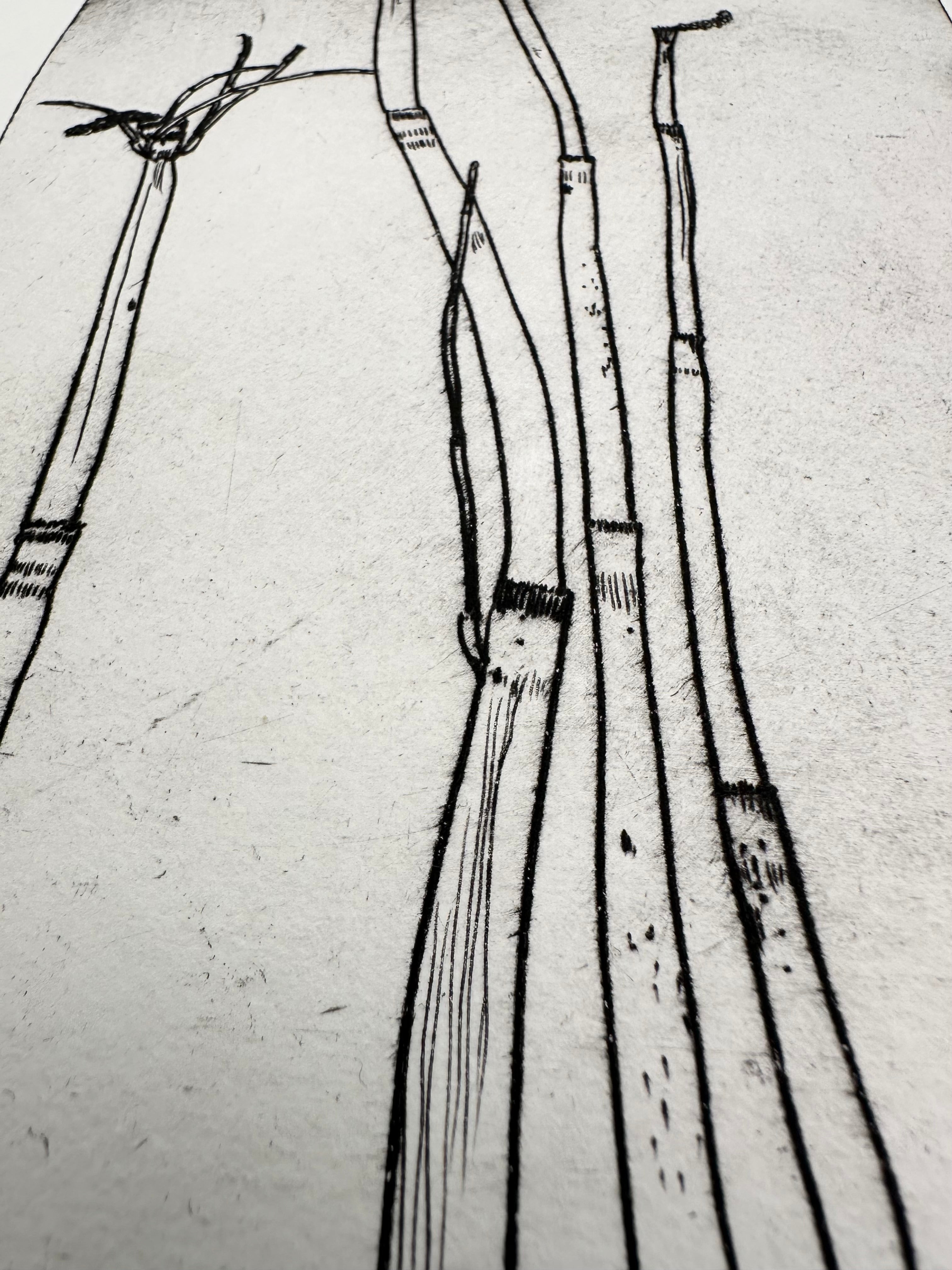 Equisetum hyemale - an intaglio print