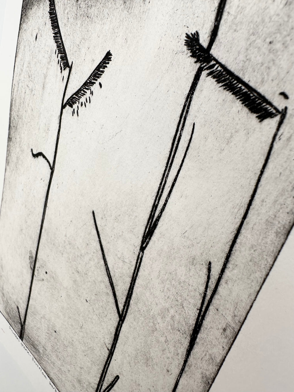 Sixweeks Grama Grass - an intaglio print
