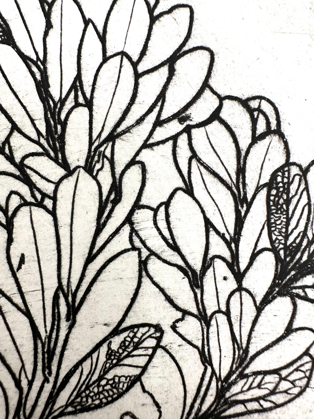 Uva Ursi - Intaglio Print