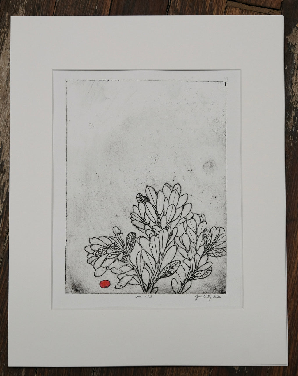 Uva Ursi - a painted intaglio print
