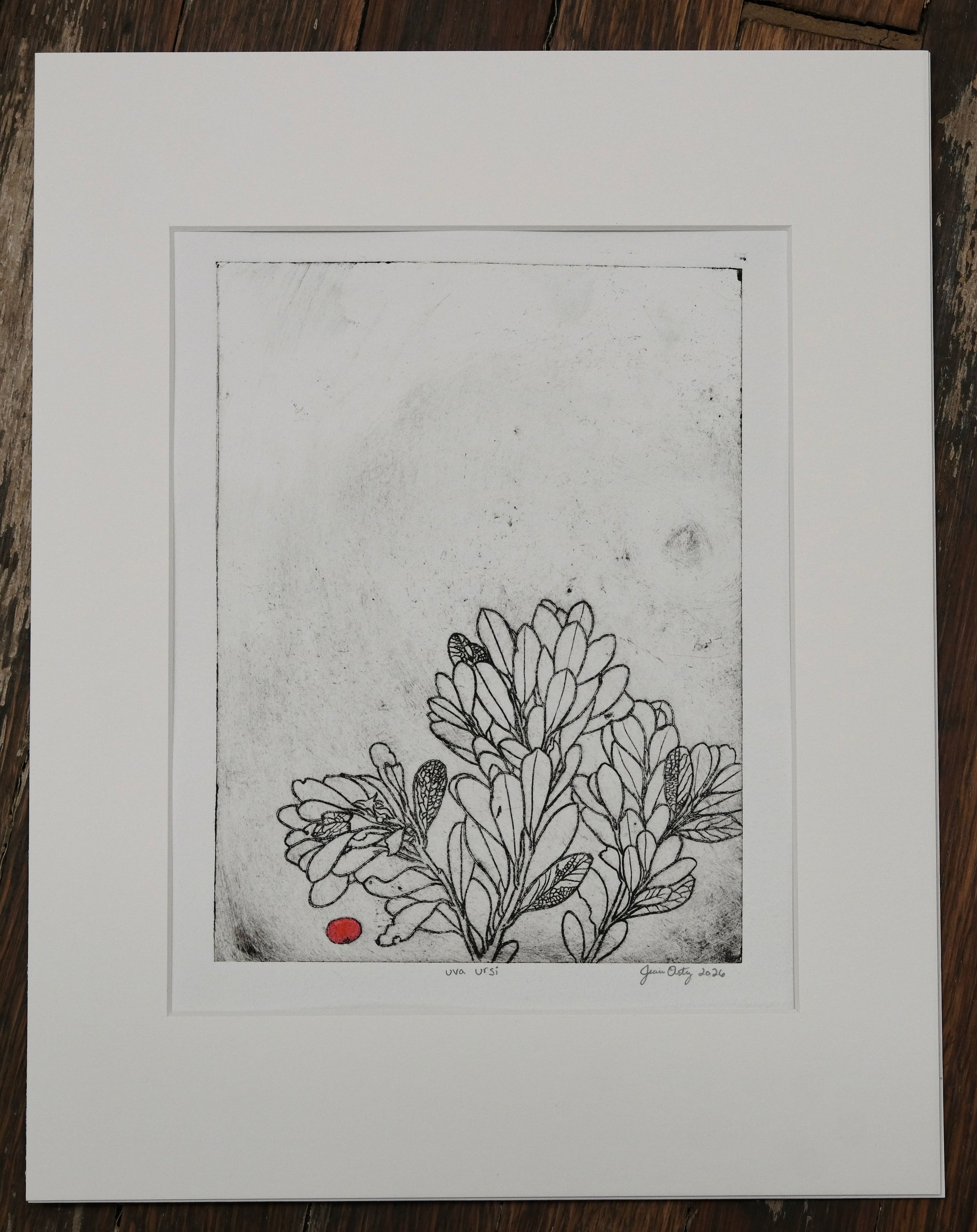 Uva Ursi - a painted intaglio print
