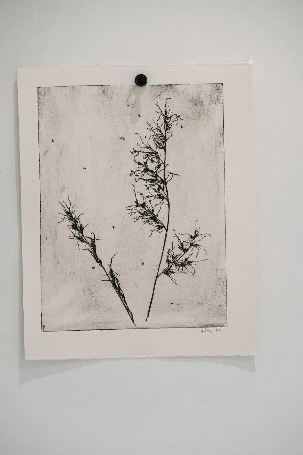 Grass - Taos New Mexico - an intaglio print