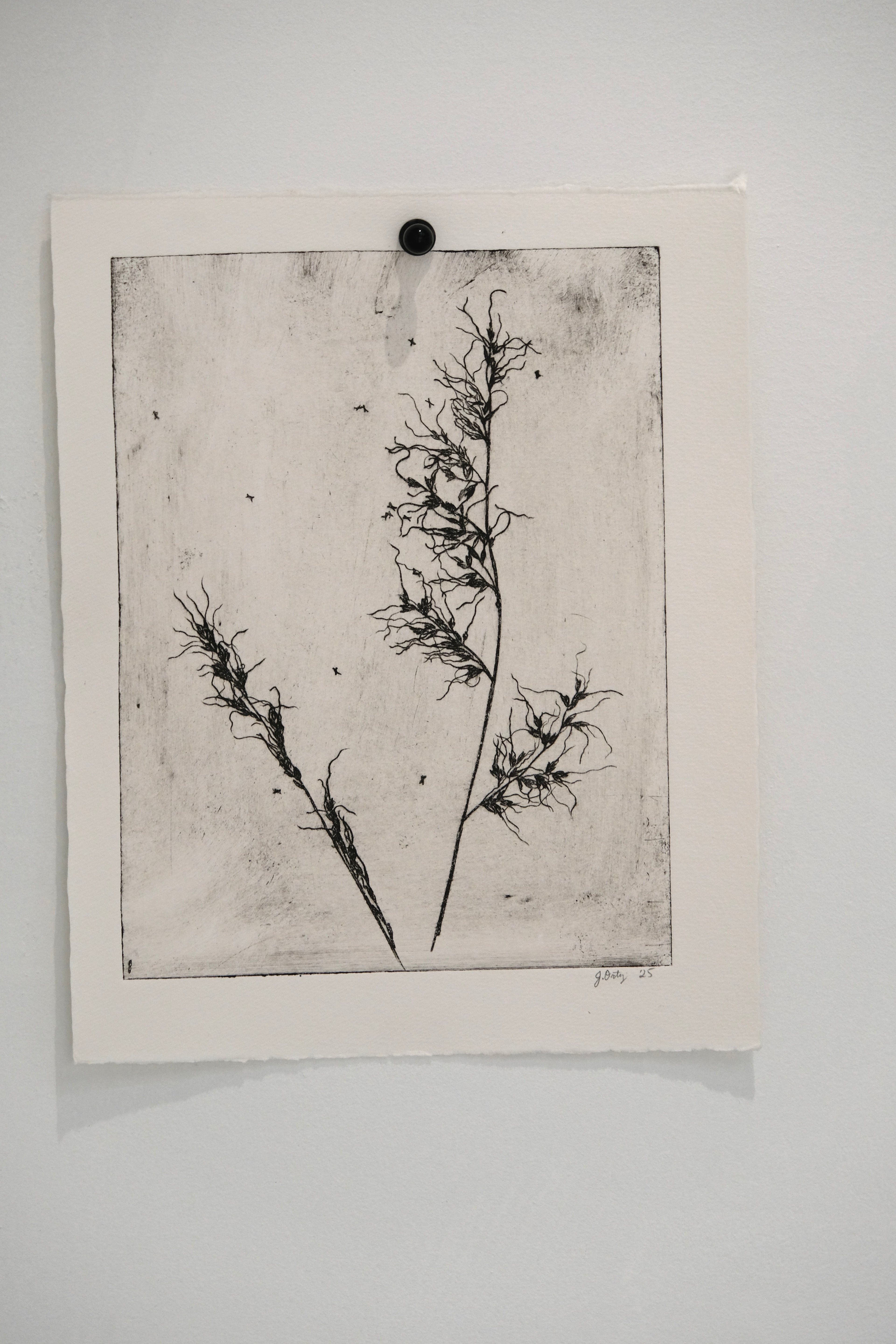 Grass - Taos New Mexico - an intaglio print