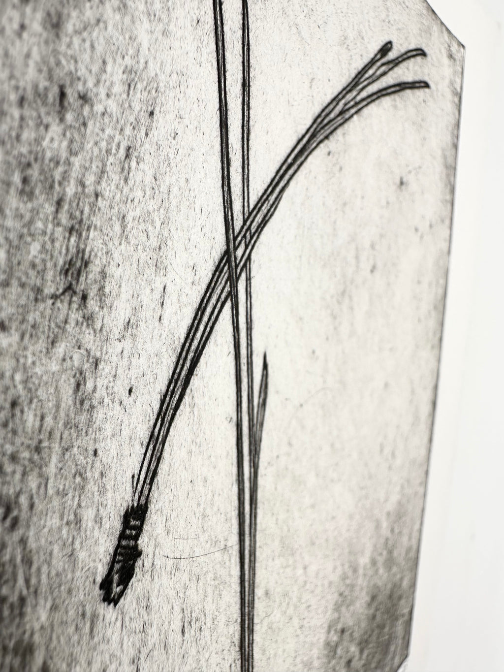 Pinus Ponderosa - an intaglio print