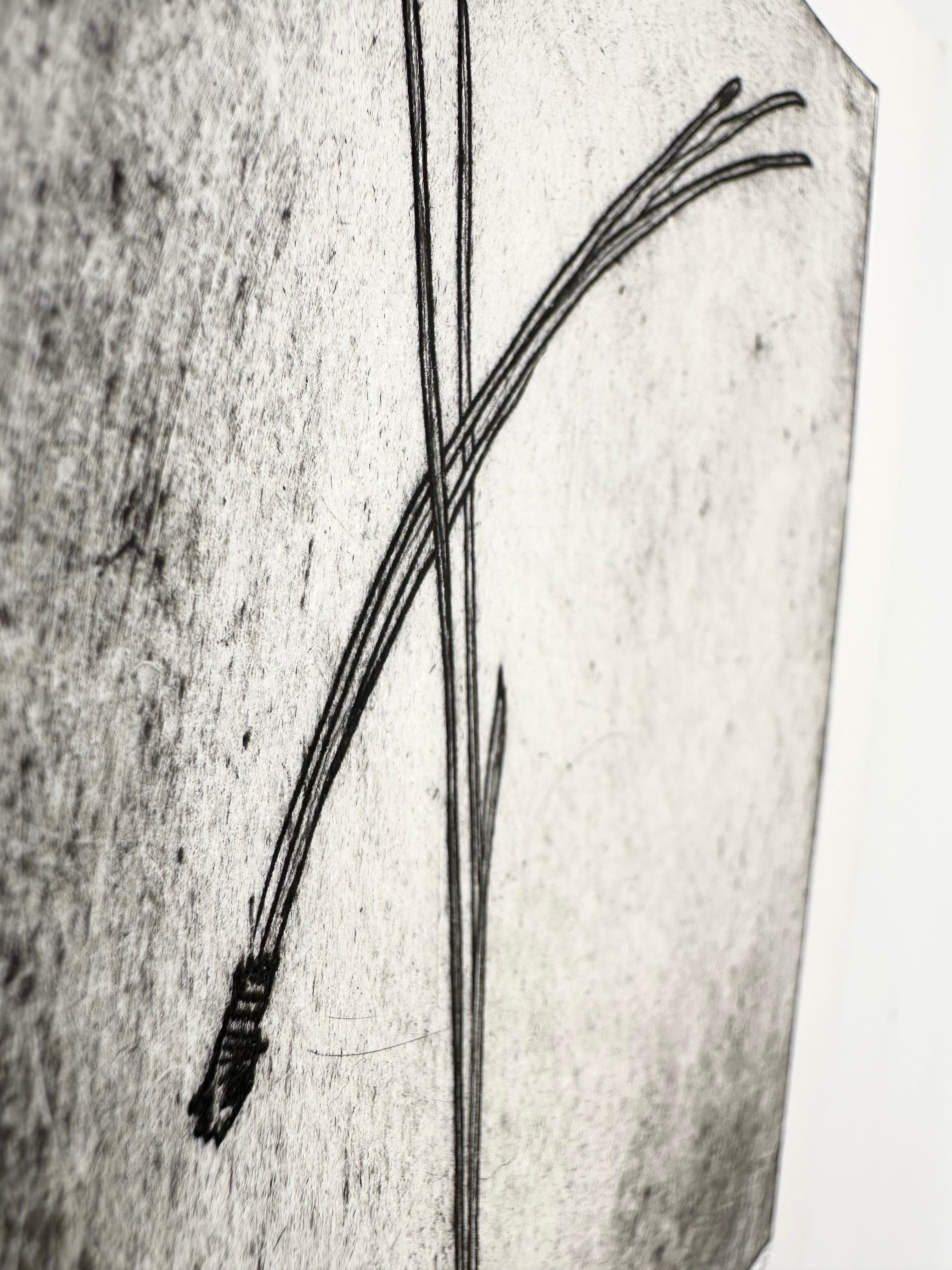 Pinus Ponderosa - an intaglio print