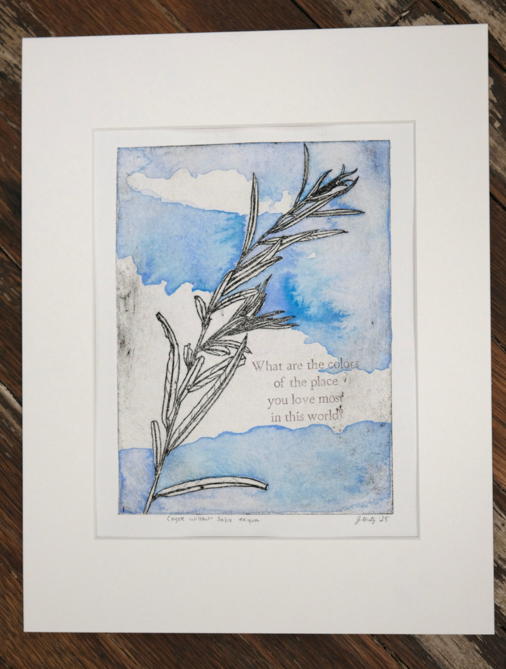 Coyote Willow - a painted intaglio print