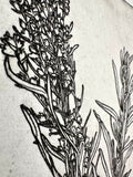 Artemisia tridentata - Sage - intaglio print
