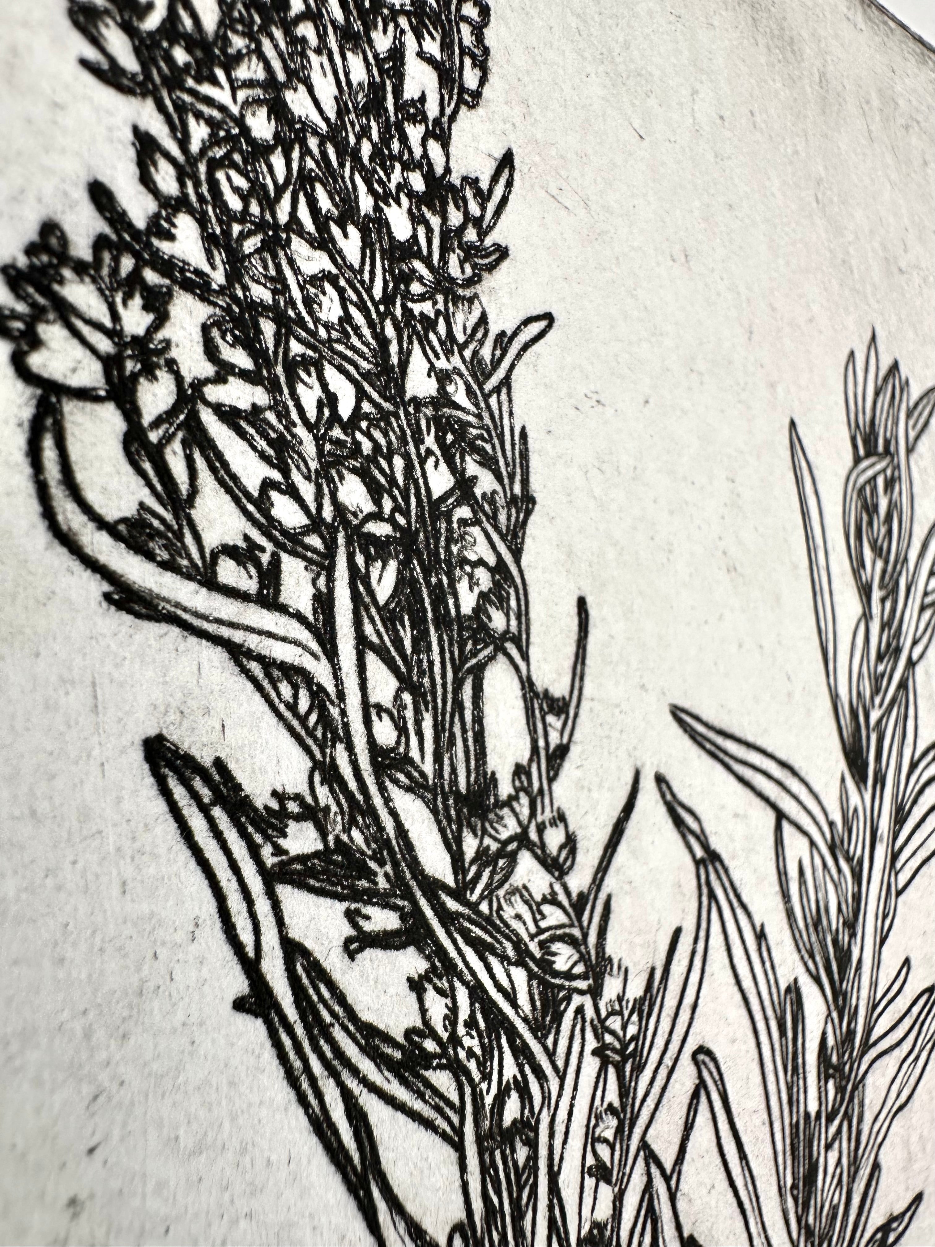 Artemisia tridentata - Sage - intaglio print