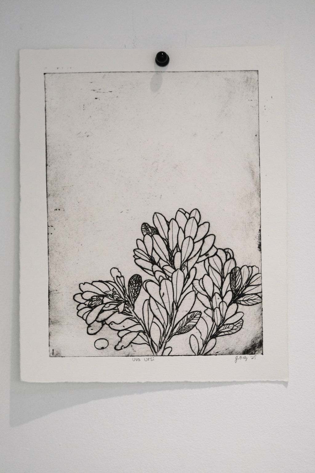 Uva Ursi - Intaglio Print
