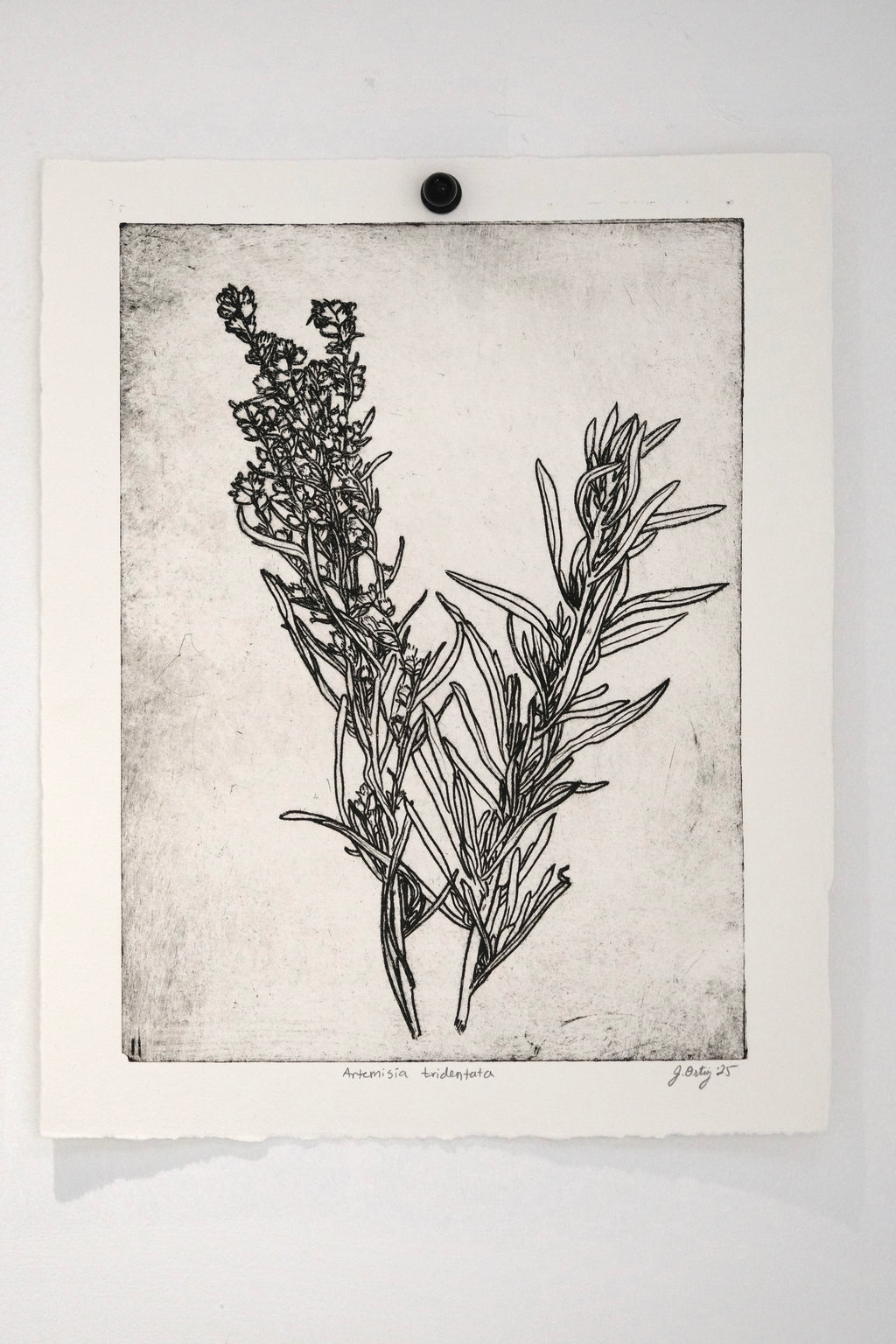 Artemisia tridentata - Sage - intaglio print
