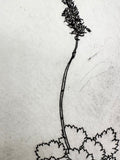 Bracted Alumroot - an intaglio print