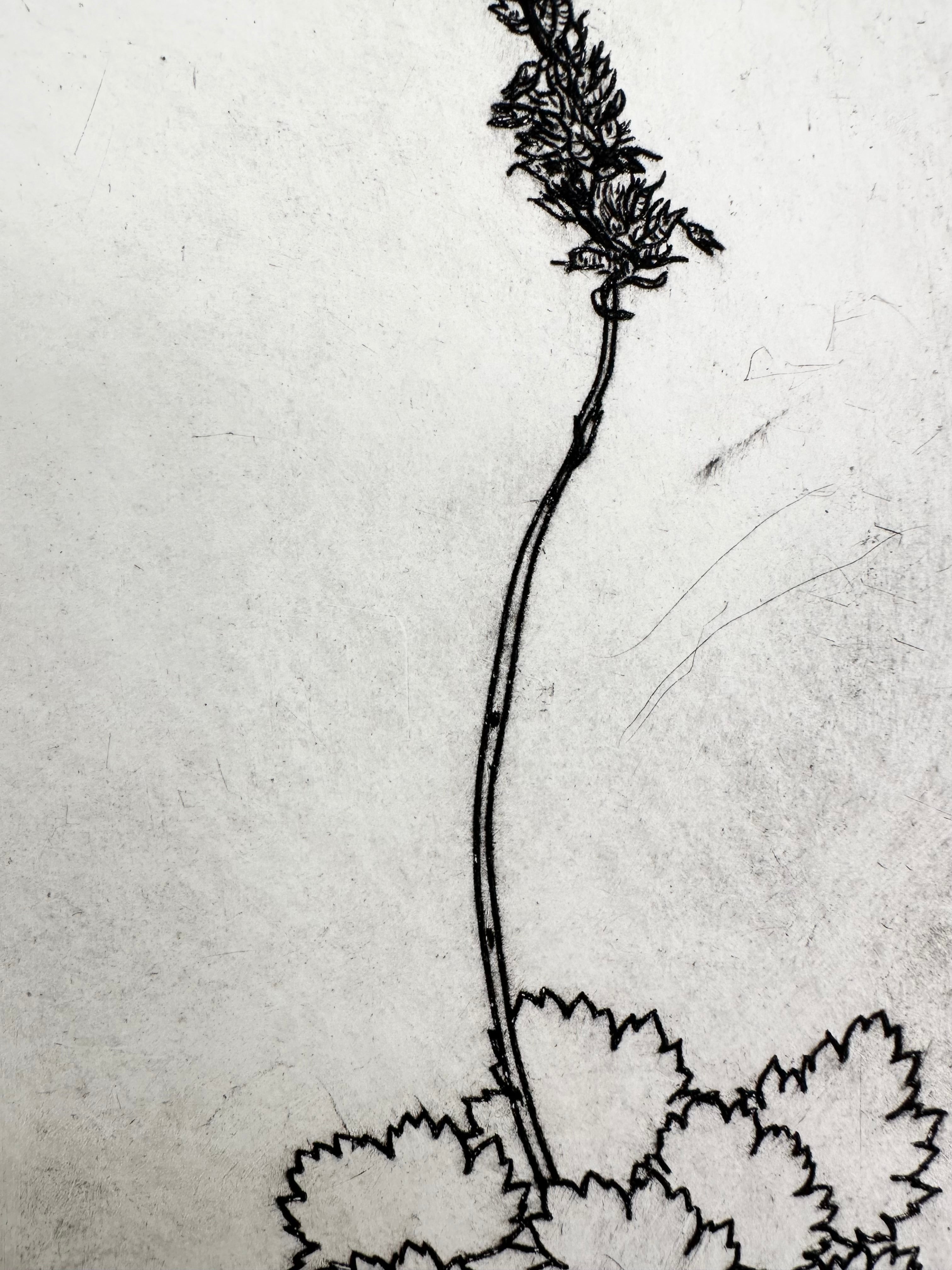 Bracted Alumroot - an intaglio print
