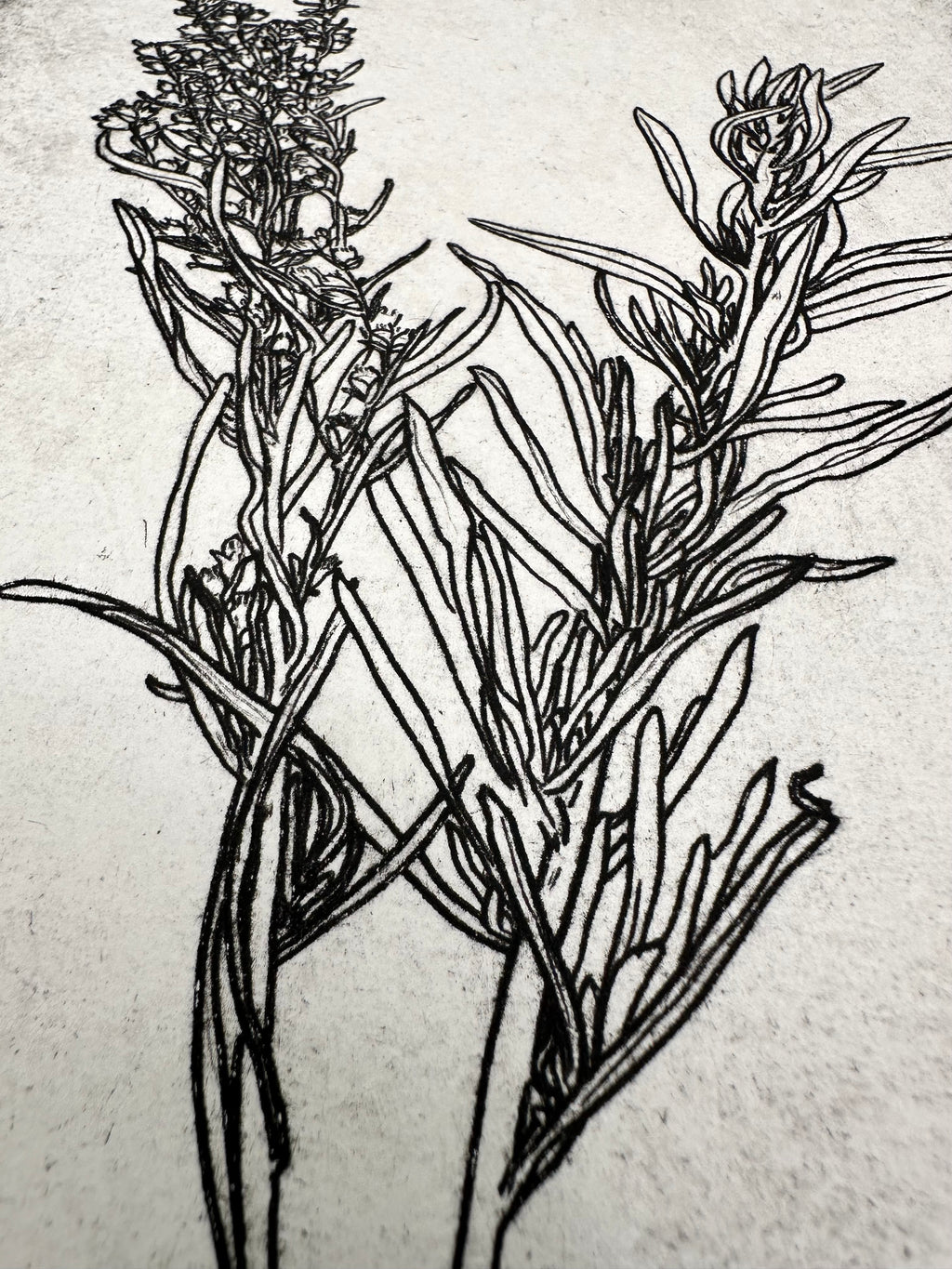 Artemisia tridentata - Sage - intaglio print