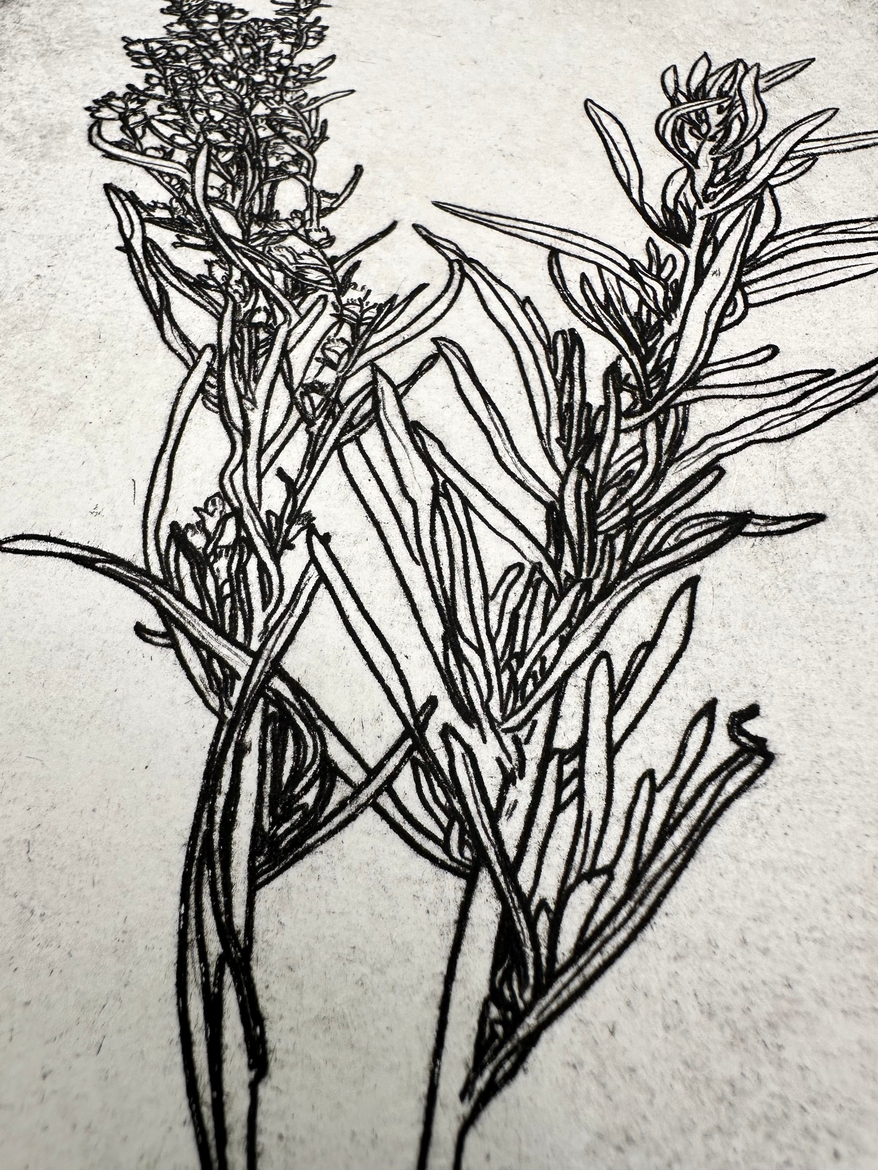 Artemisia tridentata - Sage - intaglio print