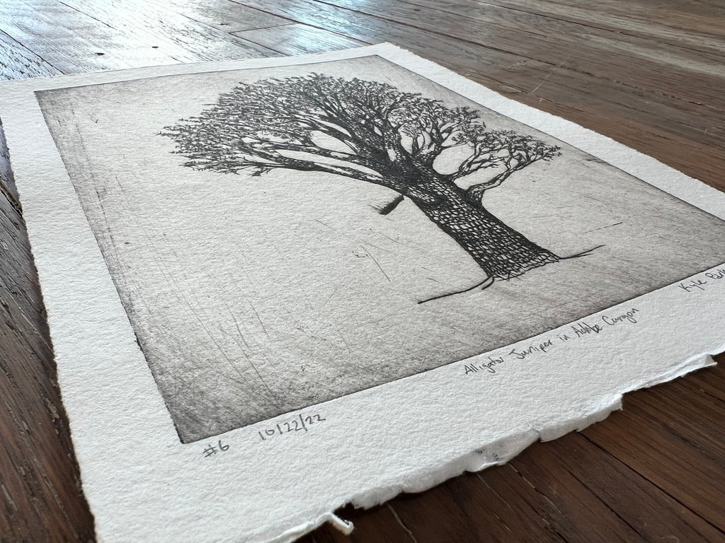 alligator juniper in adobe canyon #6