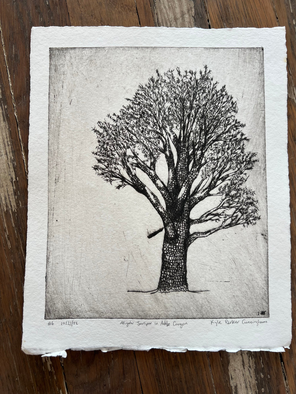 alligator juniper in adobe canyon #6