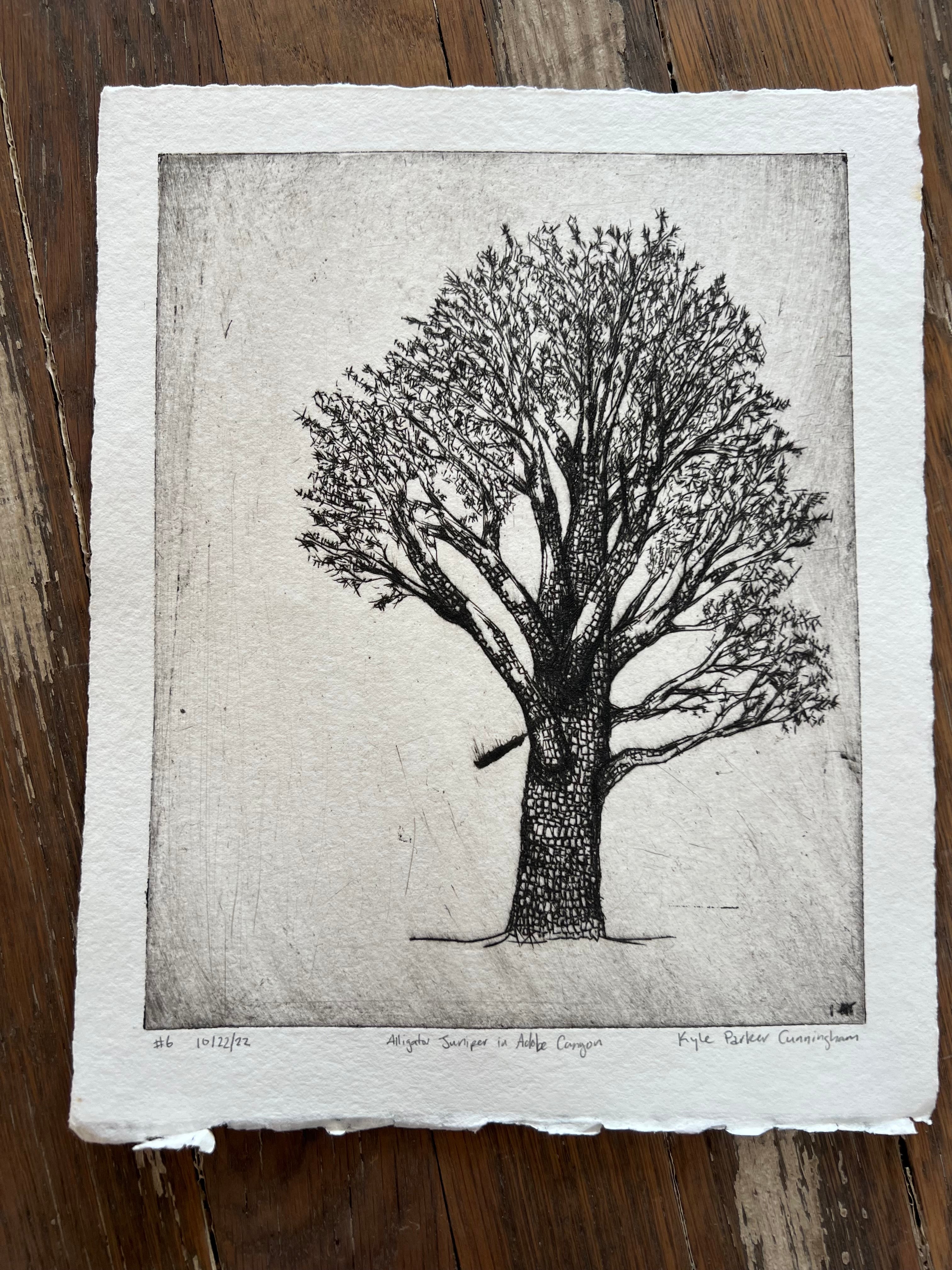 alligator juniper in adobe canyon #6