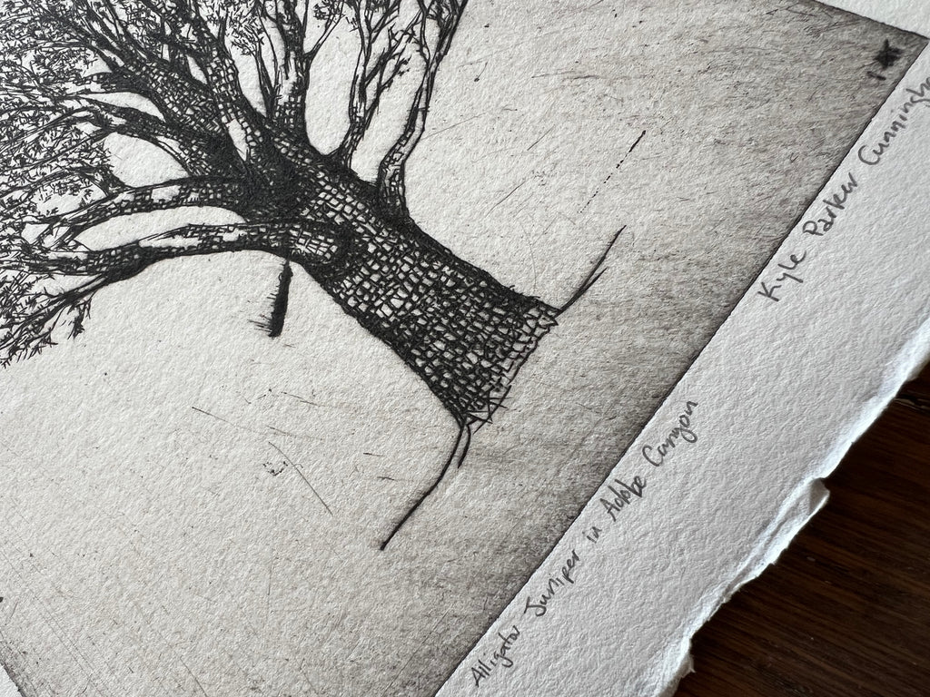 alligator juniper in adobe canyon #6