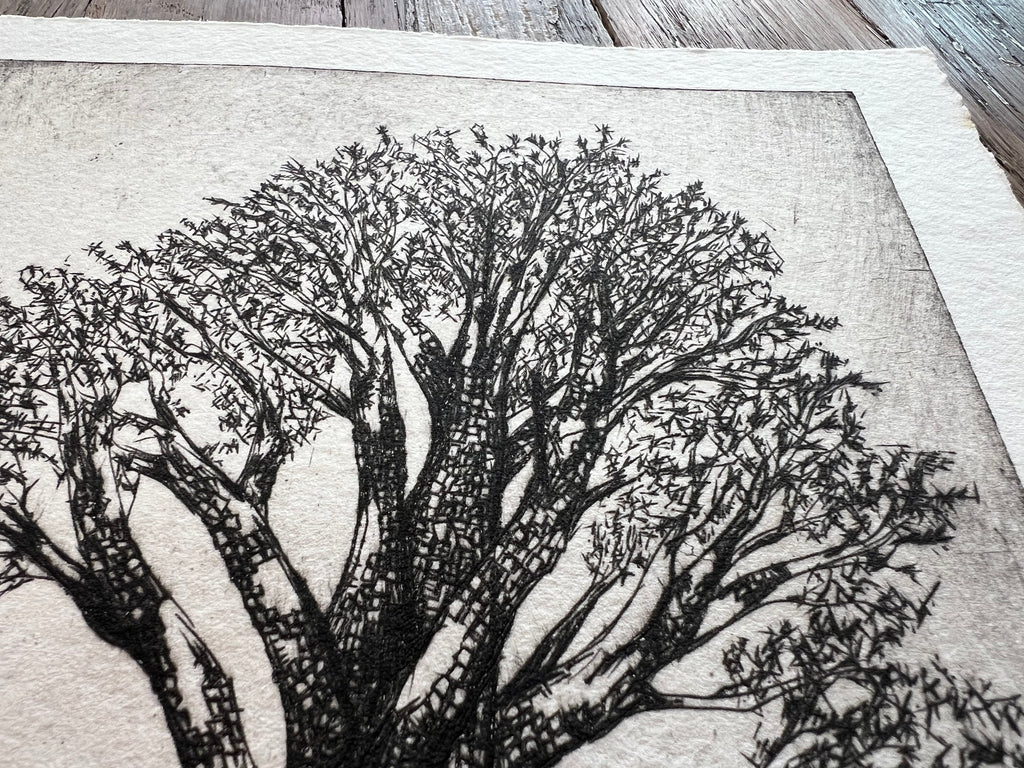 alligator juniper in adobe canyon #6