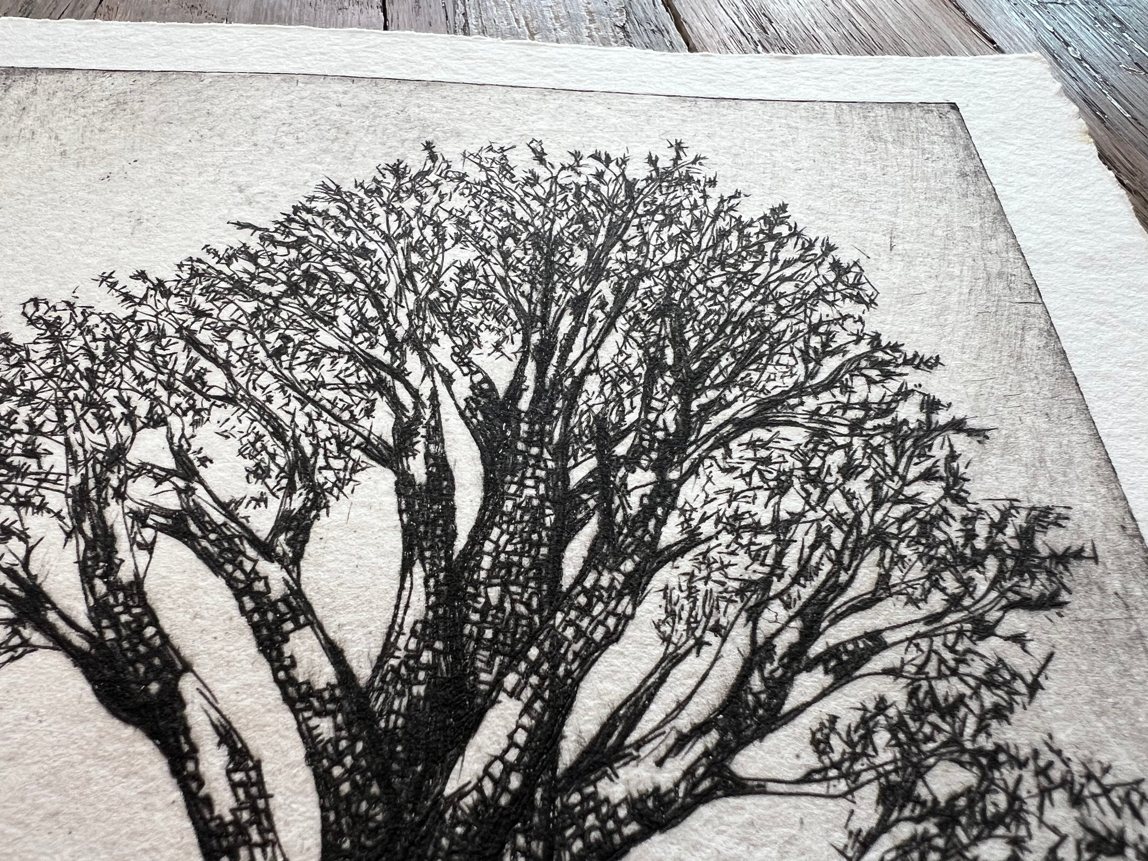 alligator juniper in adobe canyon #6